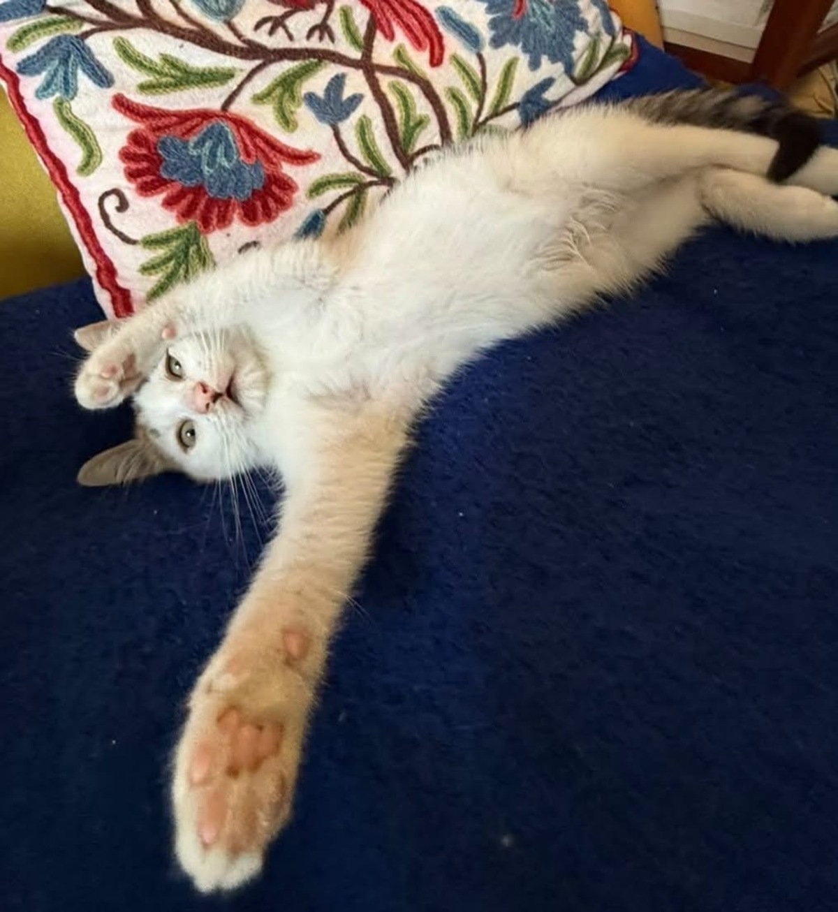 Adoption Louni 
