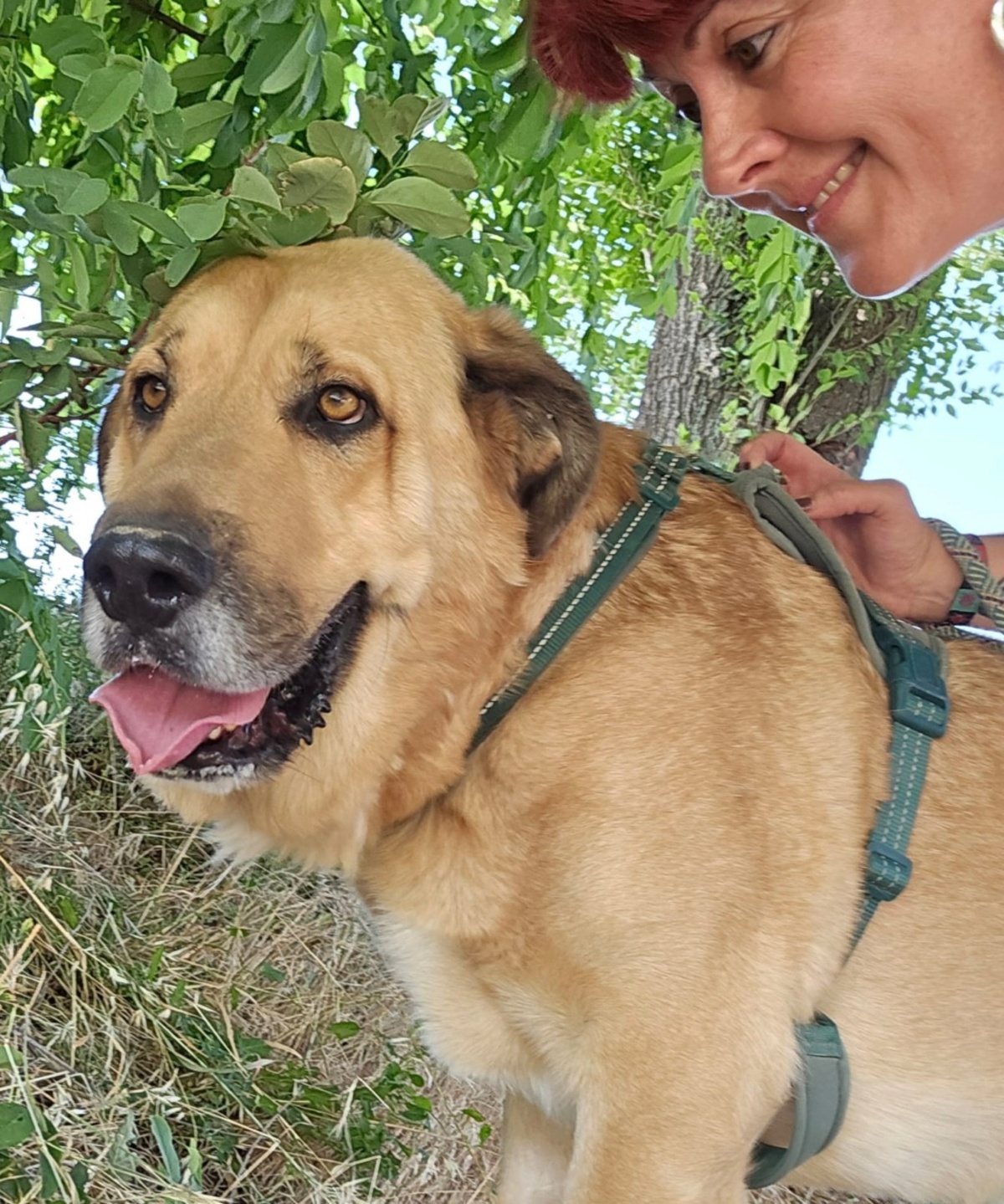 Adoption TAO