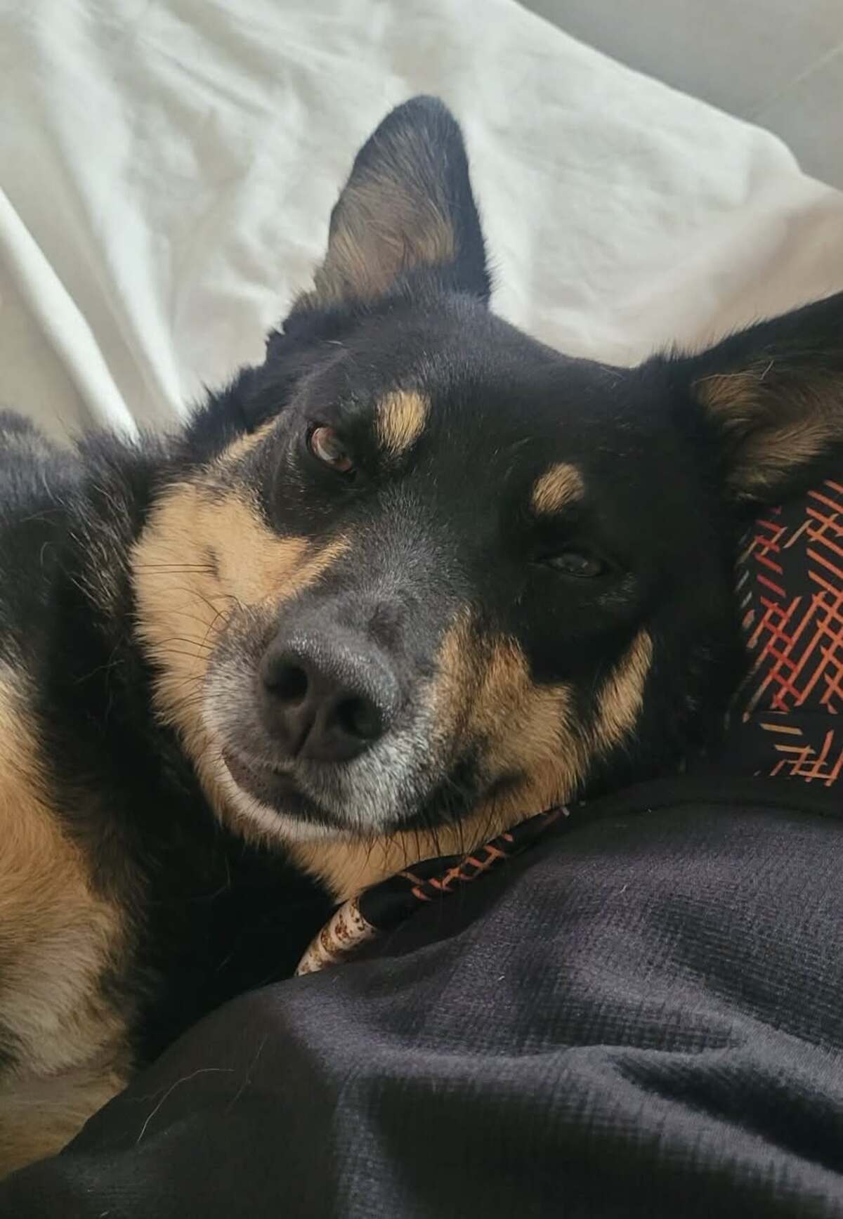 Adoption Talya