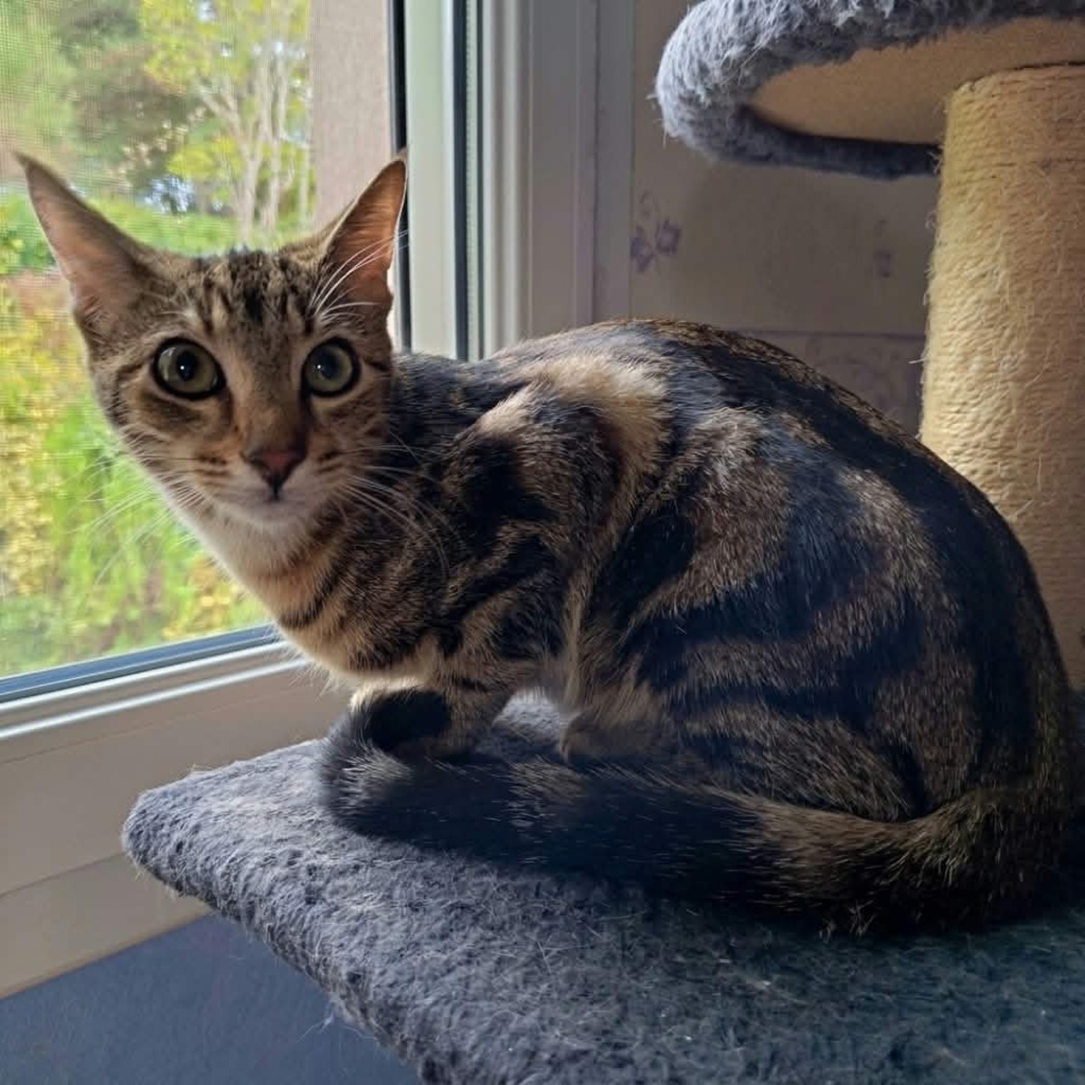 Adoption Capone