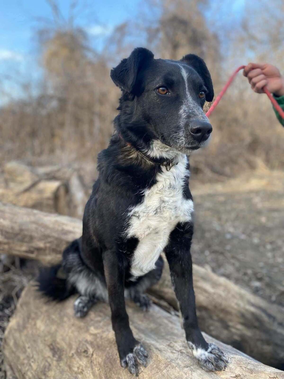 Adoption Beam
