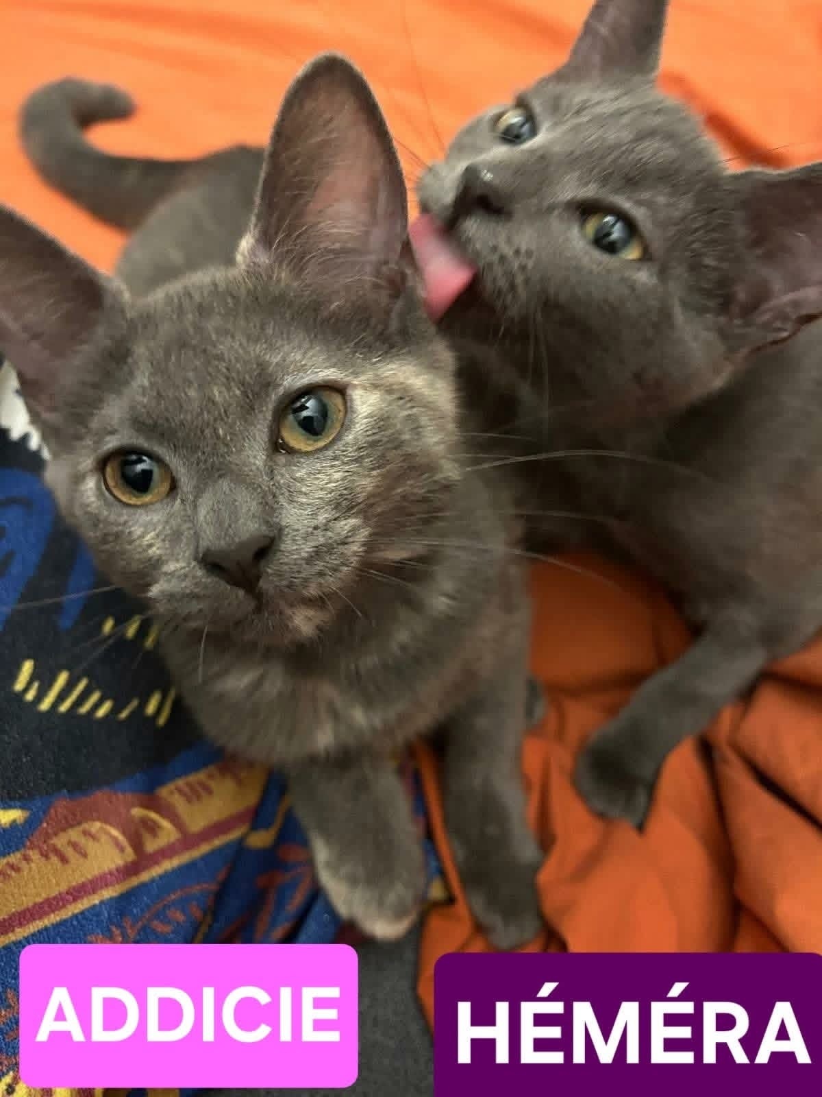 Adoption Addicie et Héméra 