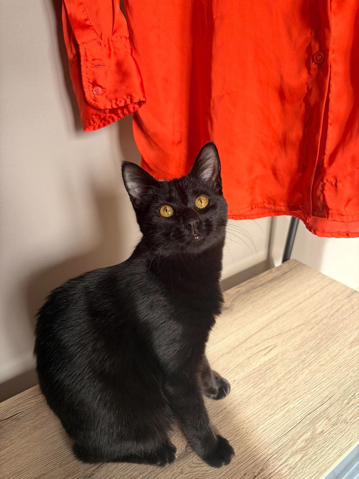 Adoption Winnie
