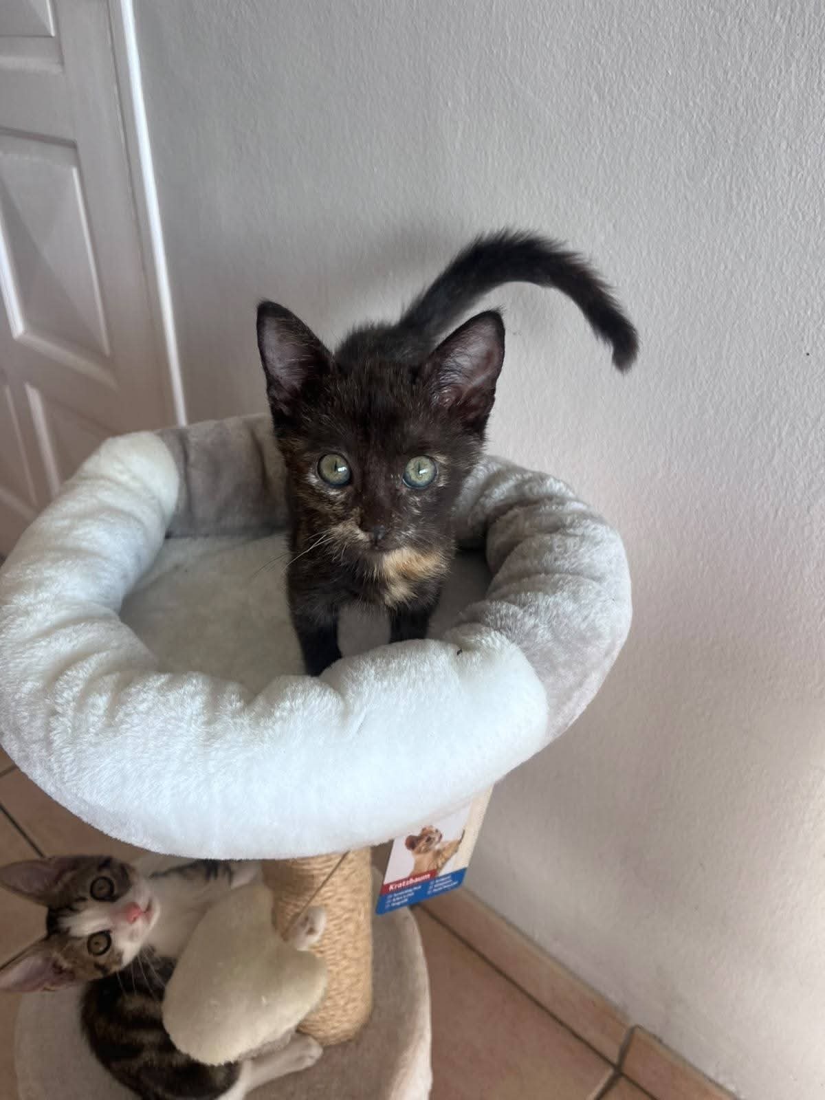 Adoption Ollie