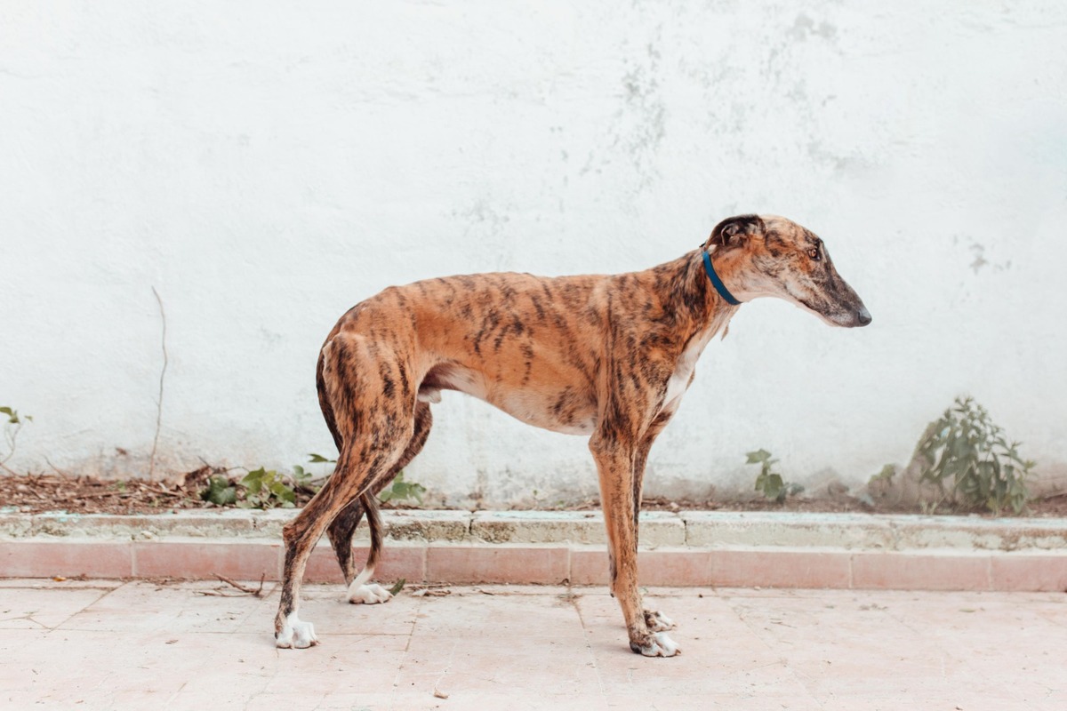 Adoption Juqueton