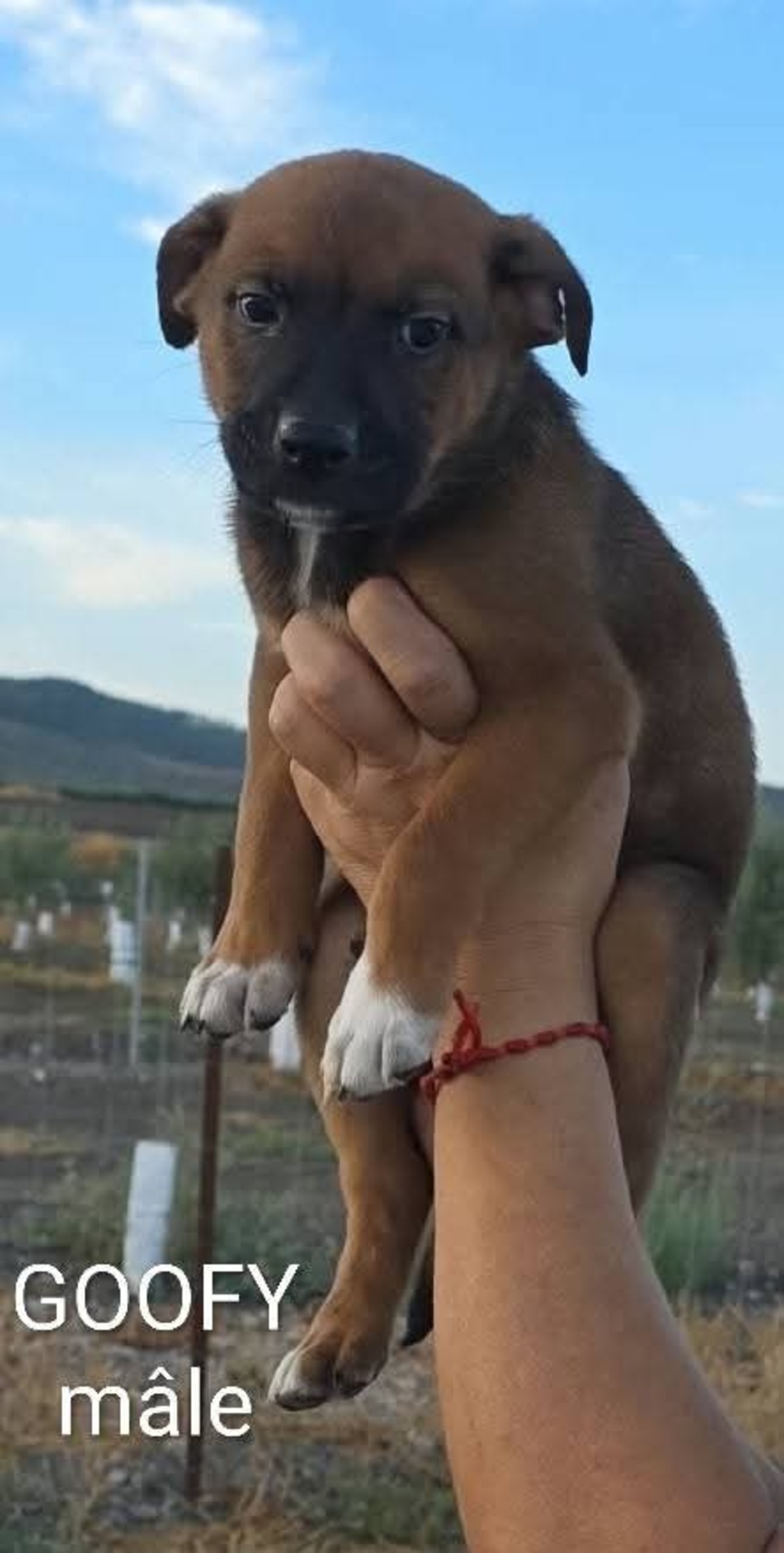 Adoption Goofy