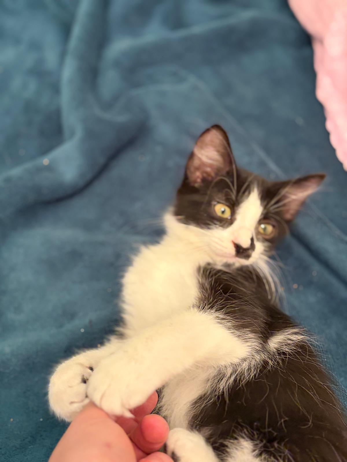 Adoption KAITO et SORA