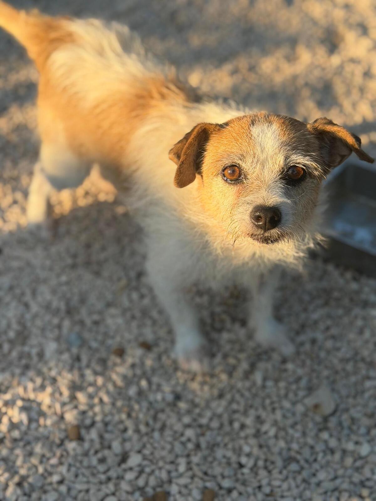 Adoption Pitufa
