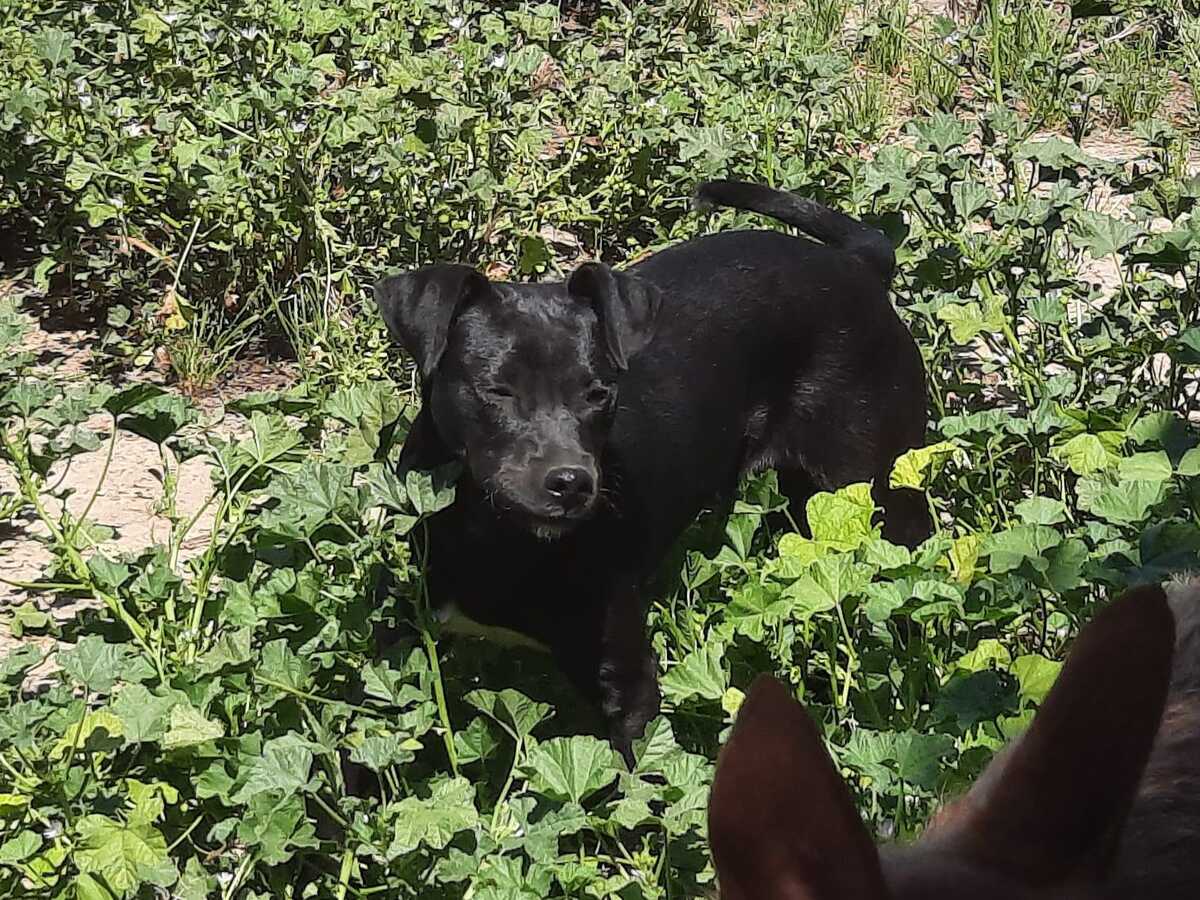 Adoption Helio