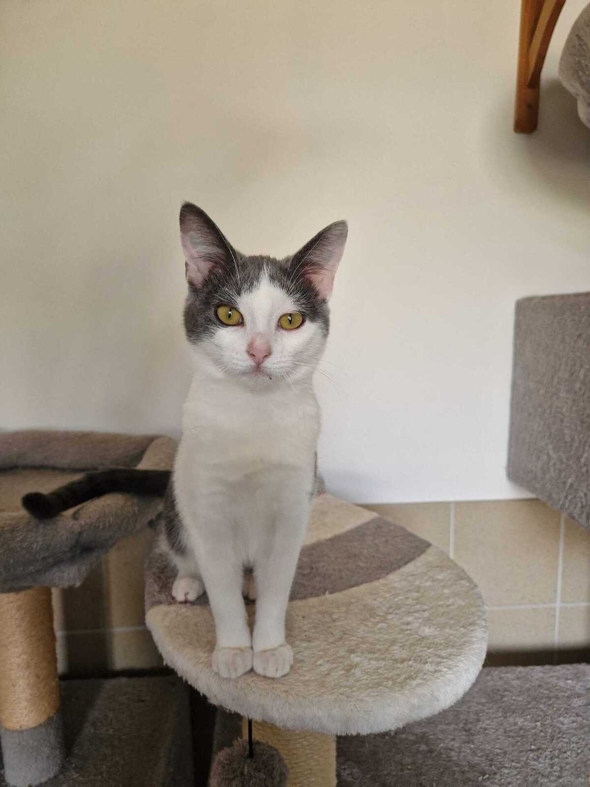Adoption Buffy
