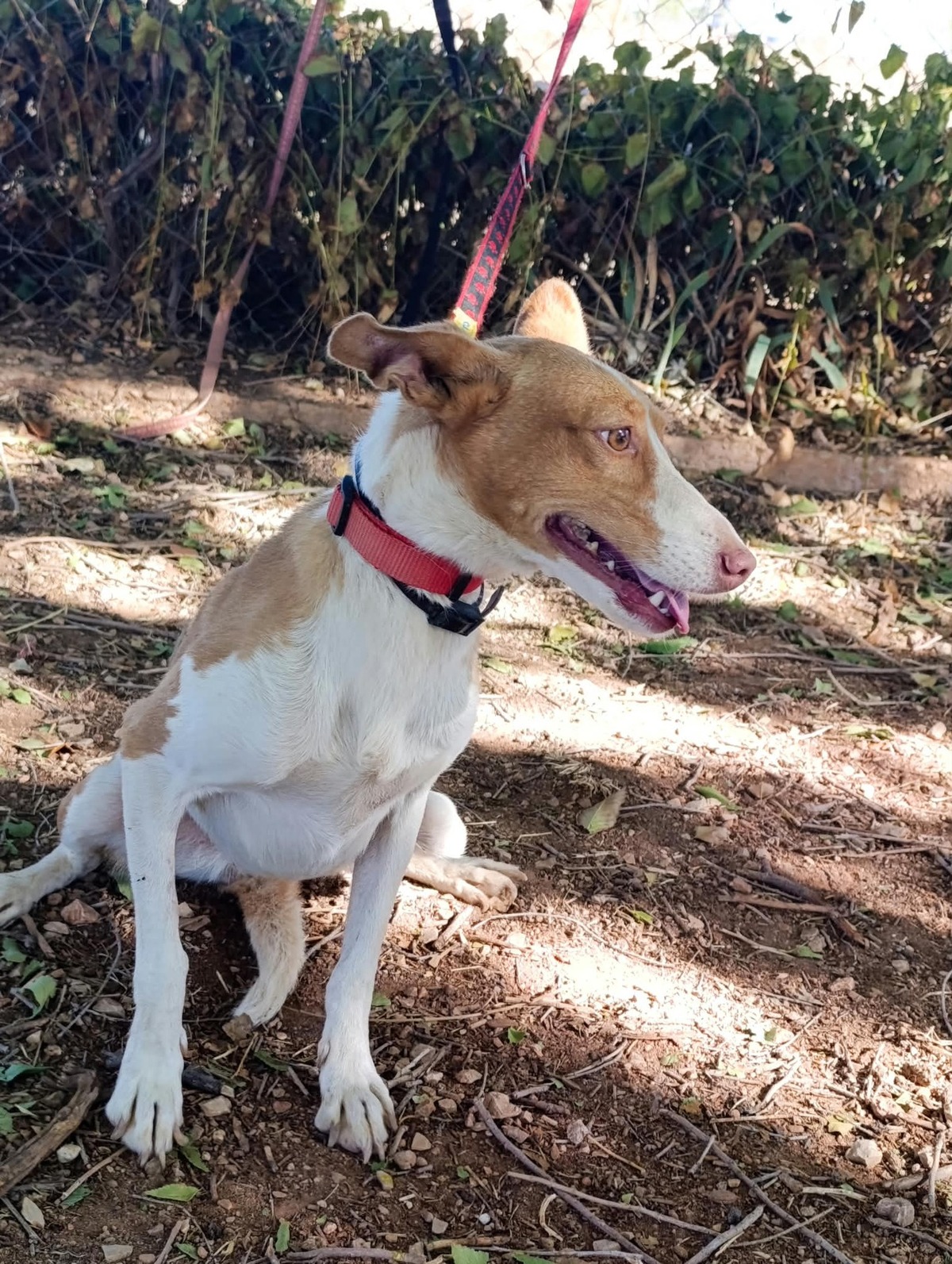 Adoption Mojita