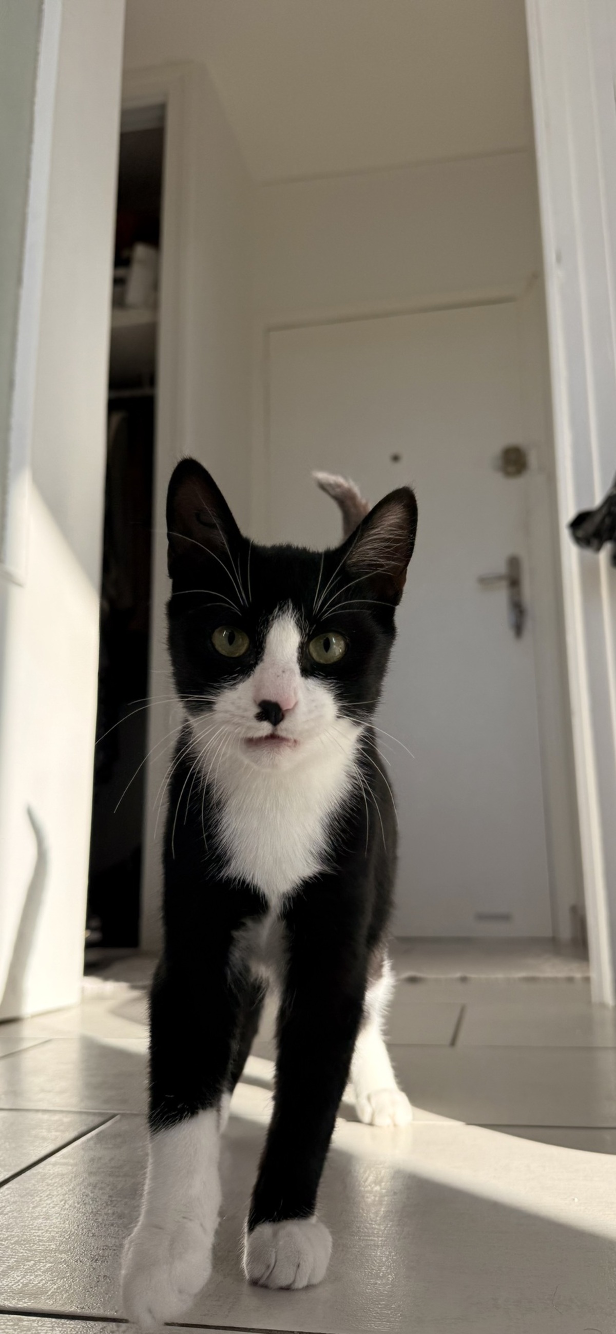 Adoption Loki
