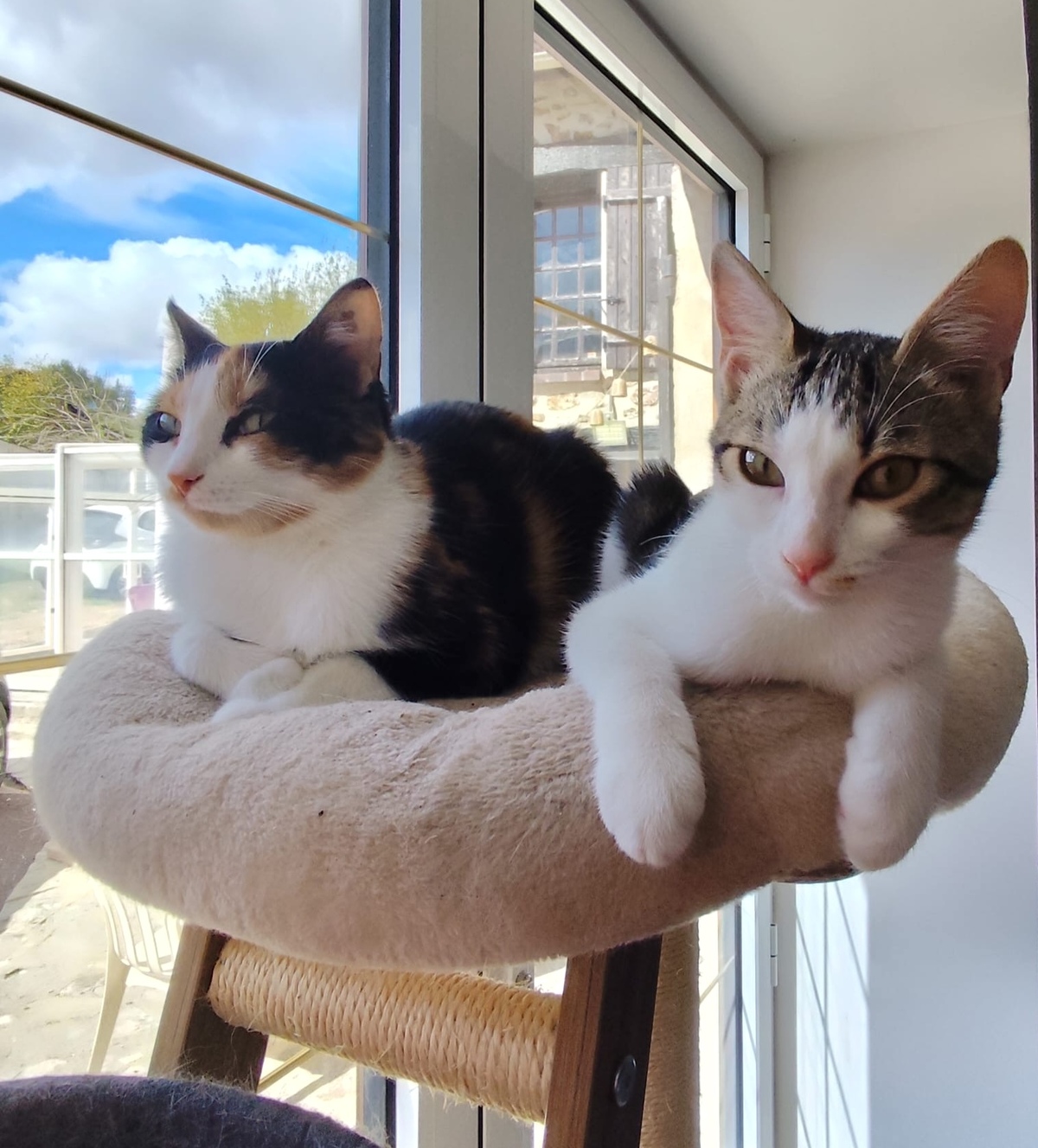Adoption Plume