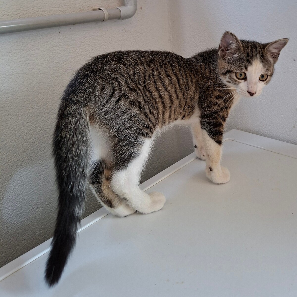 Adoption BELETTE