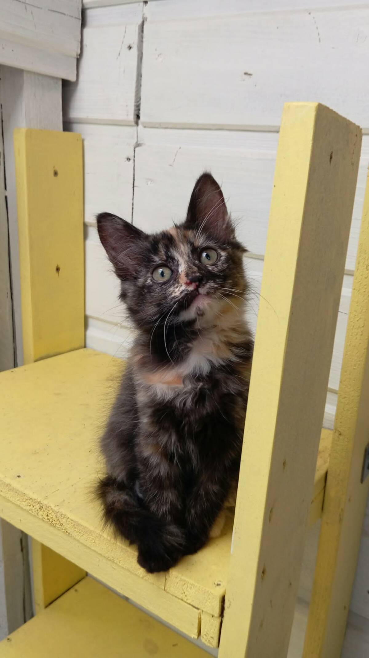 Adoption Eclipse