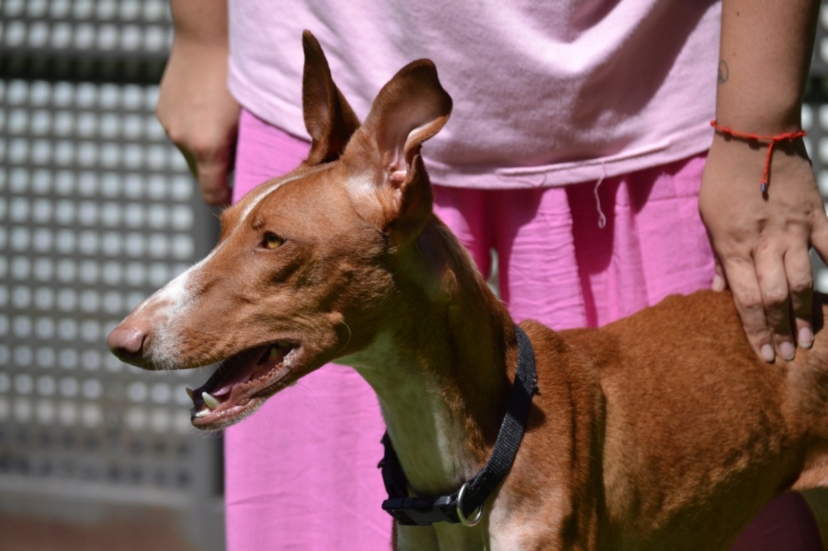 Adoption Sunny