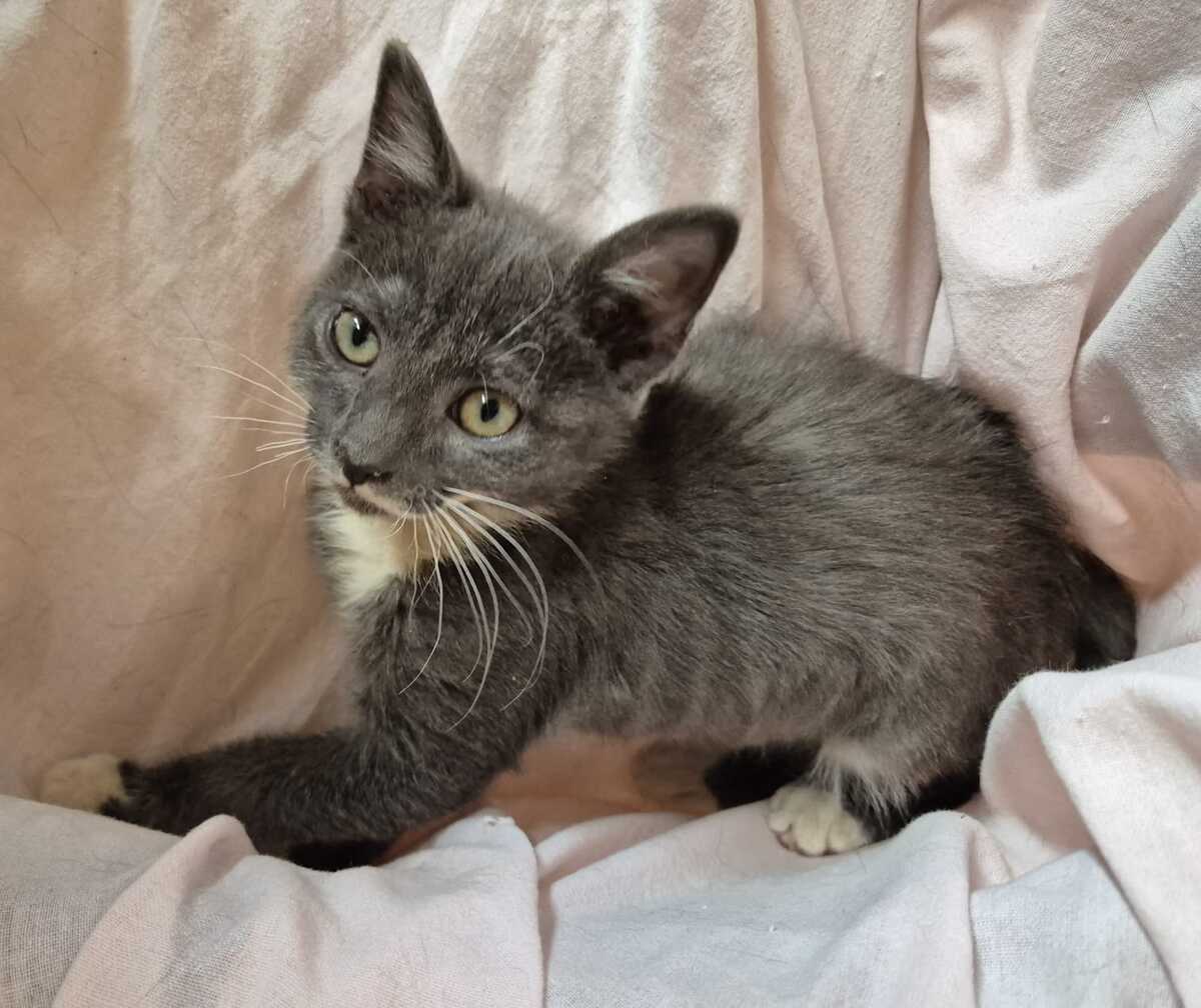 Adoption TOMMY