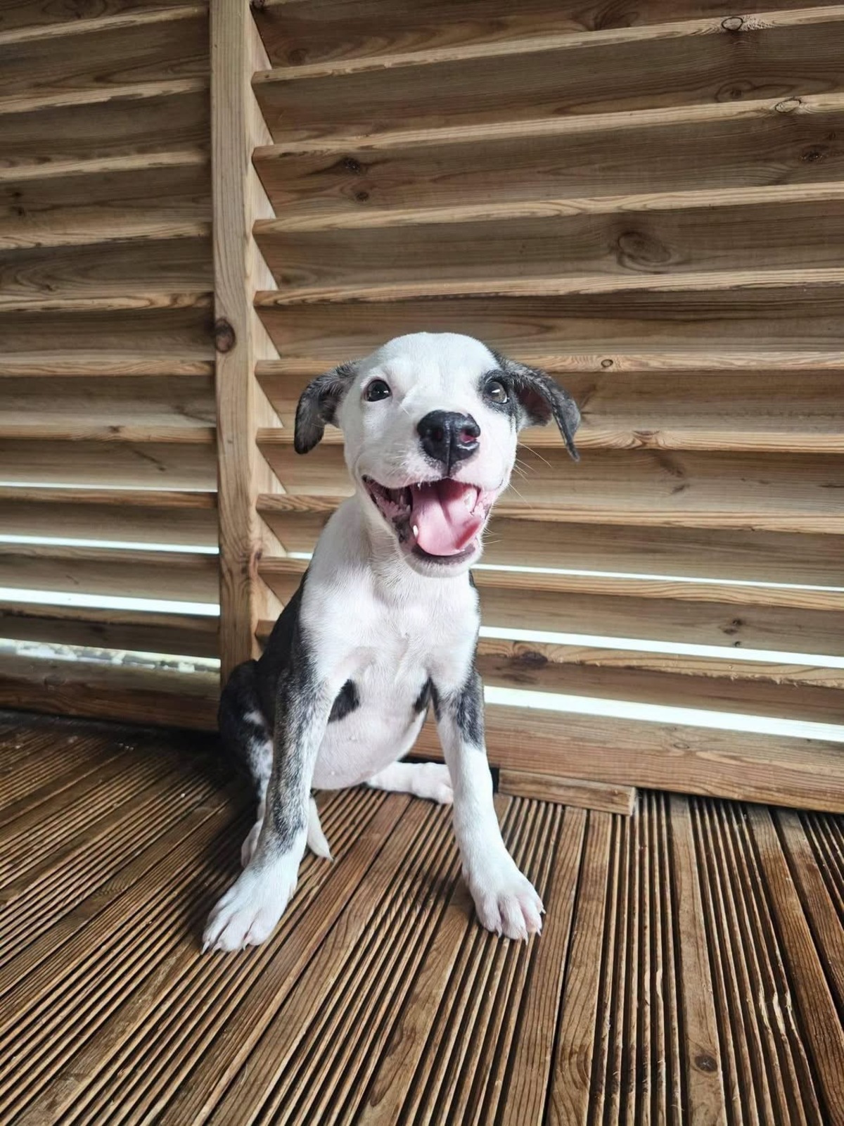 Adoption Tequila