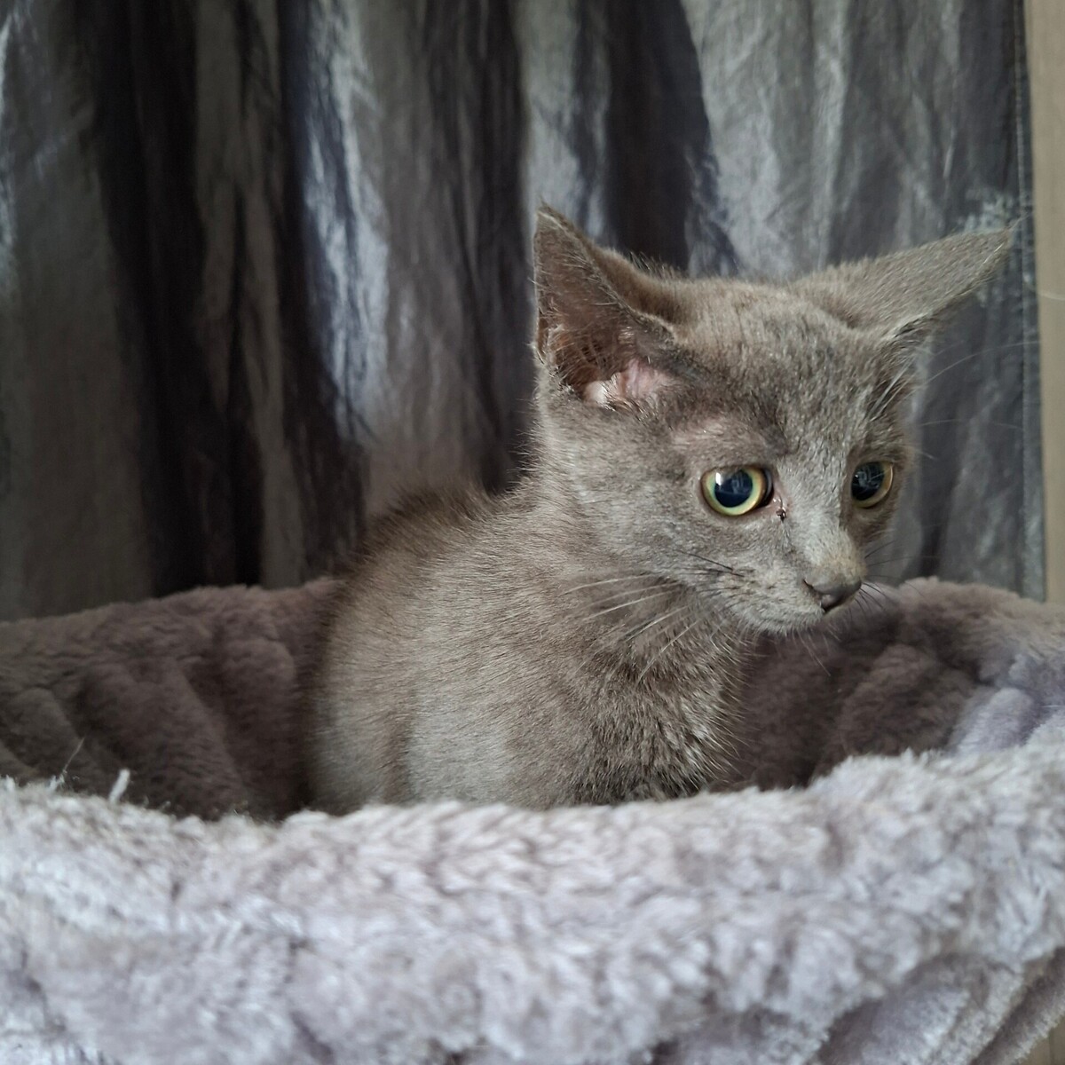 Adoption Brulette