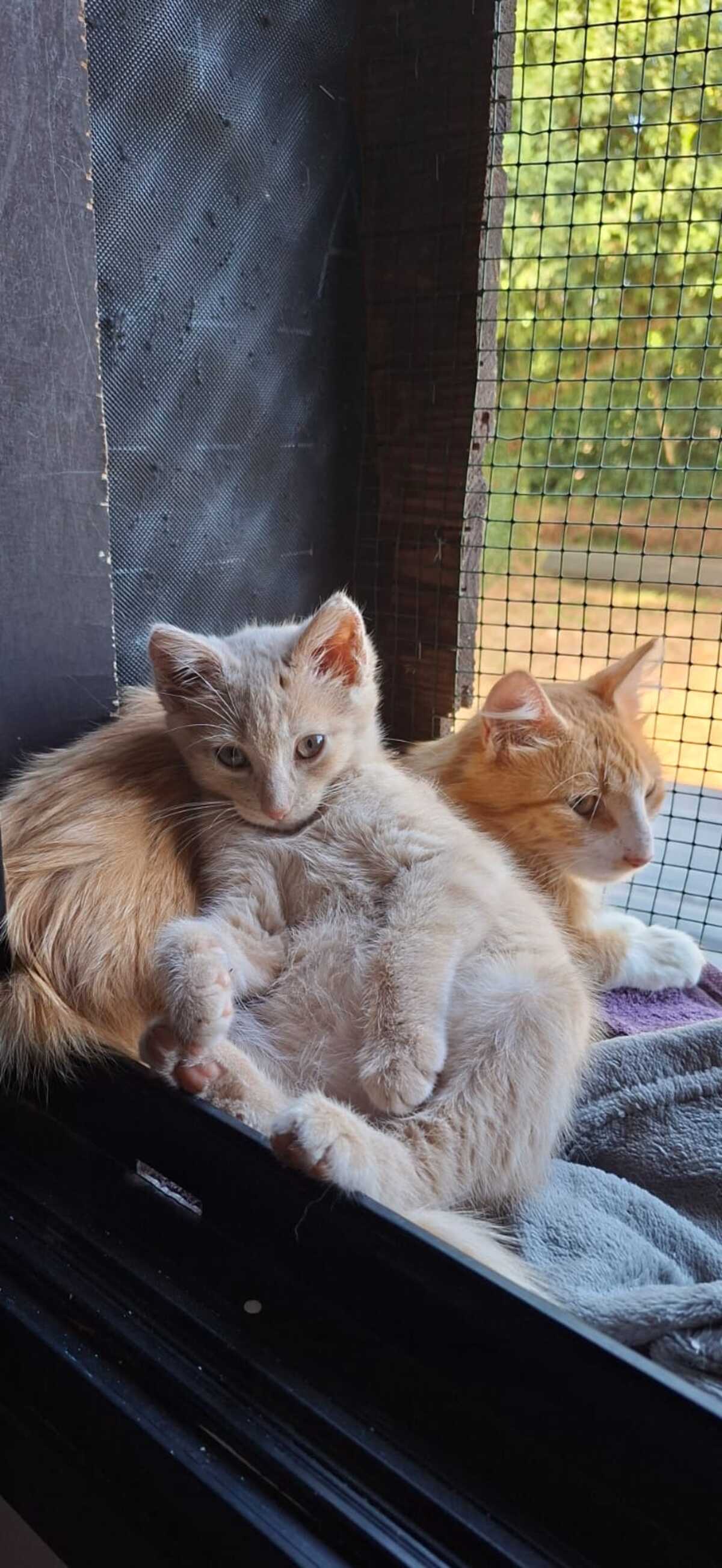 Adoption BILL