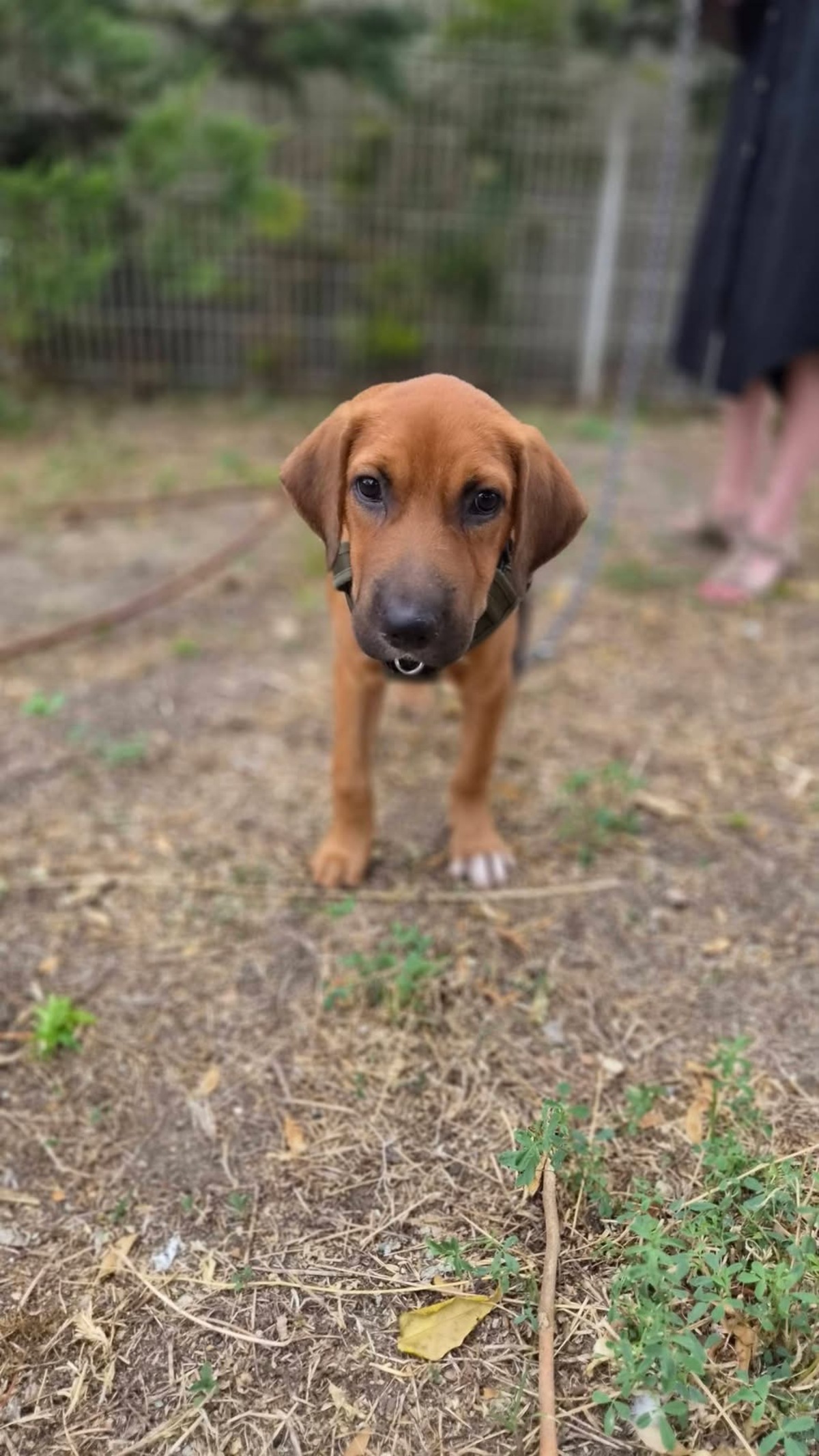 Adoption Cavale