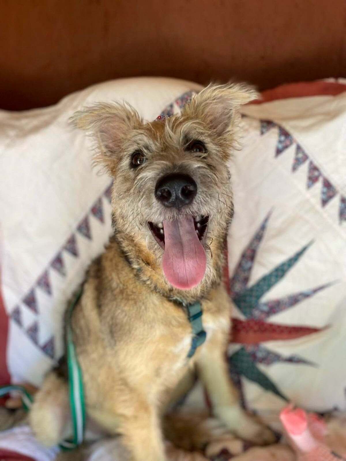 Adoption Chris
