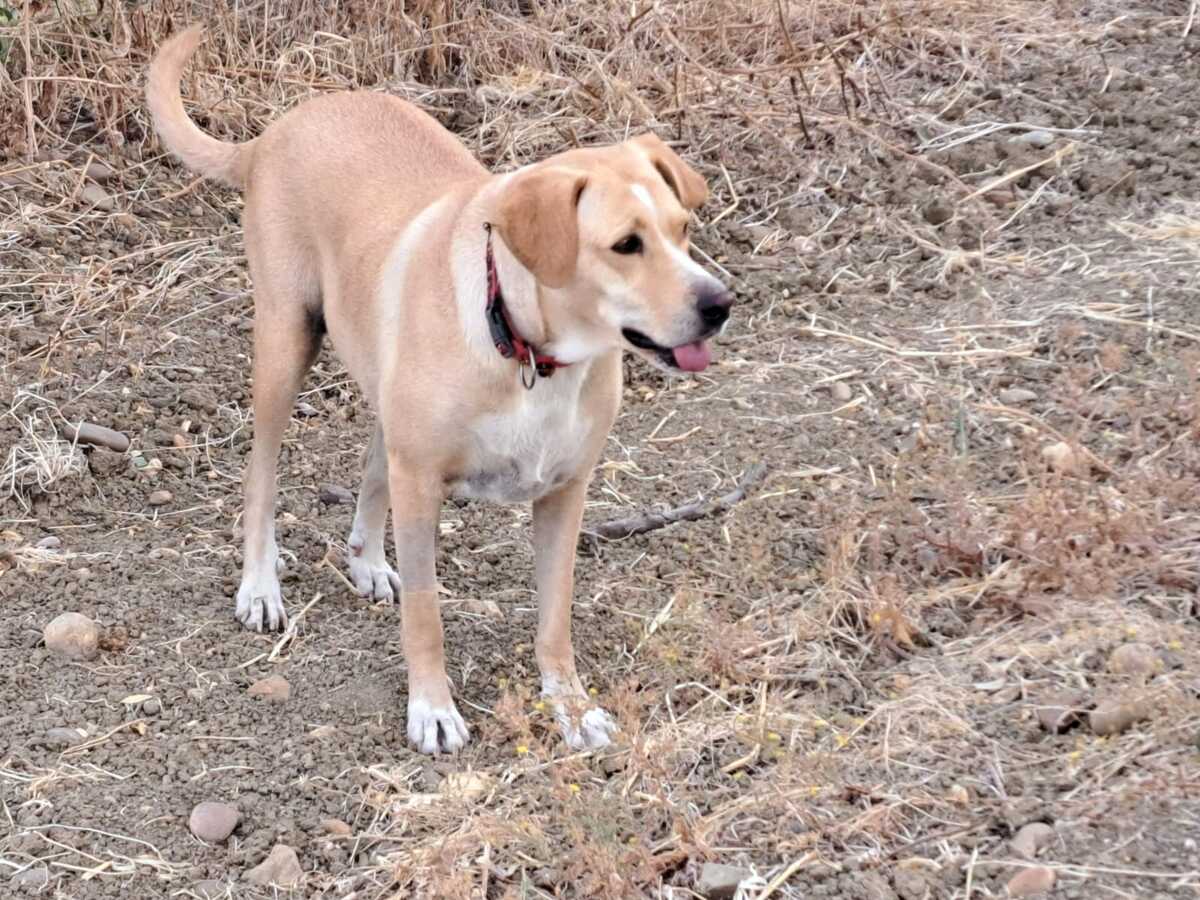 Adoption Brenda