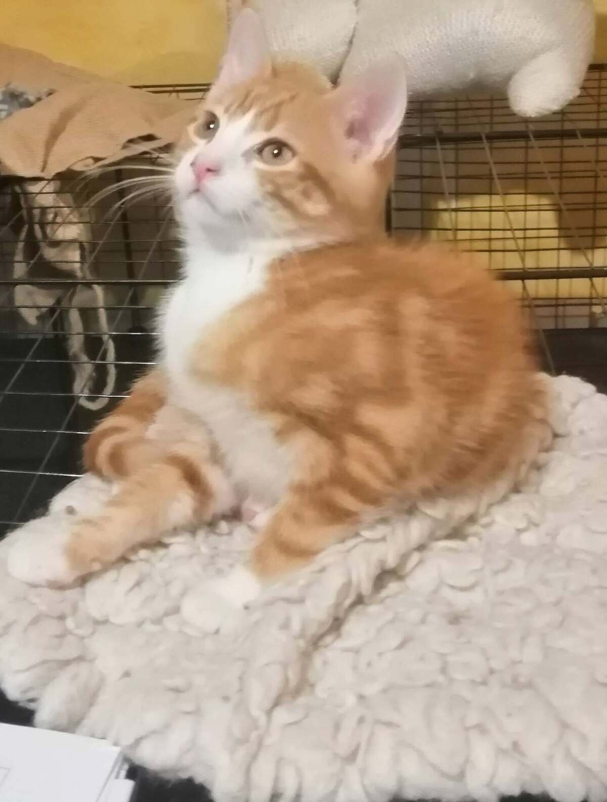 Adoption Bip Bip