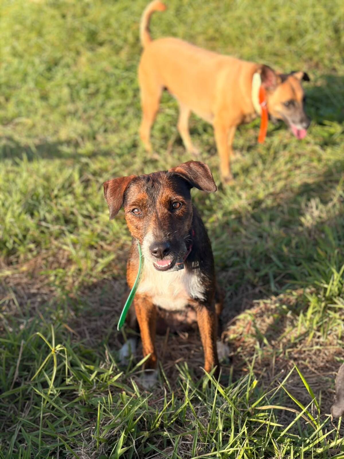 Adoption Mahé