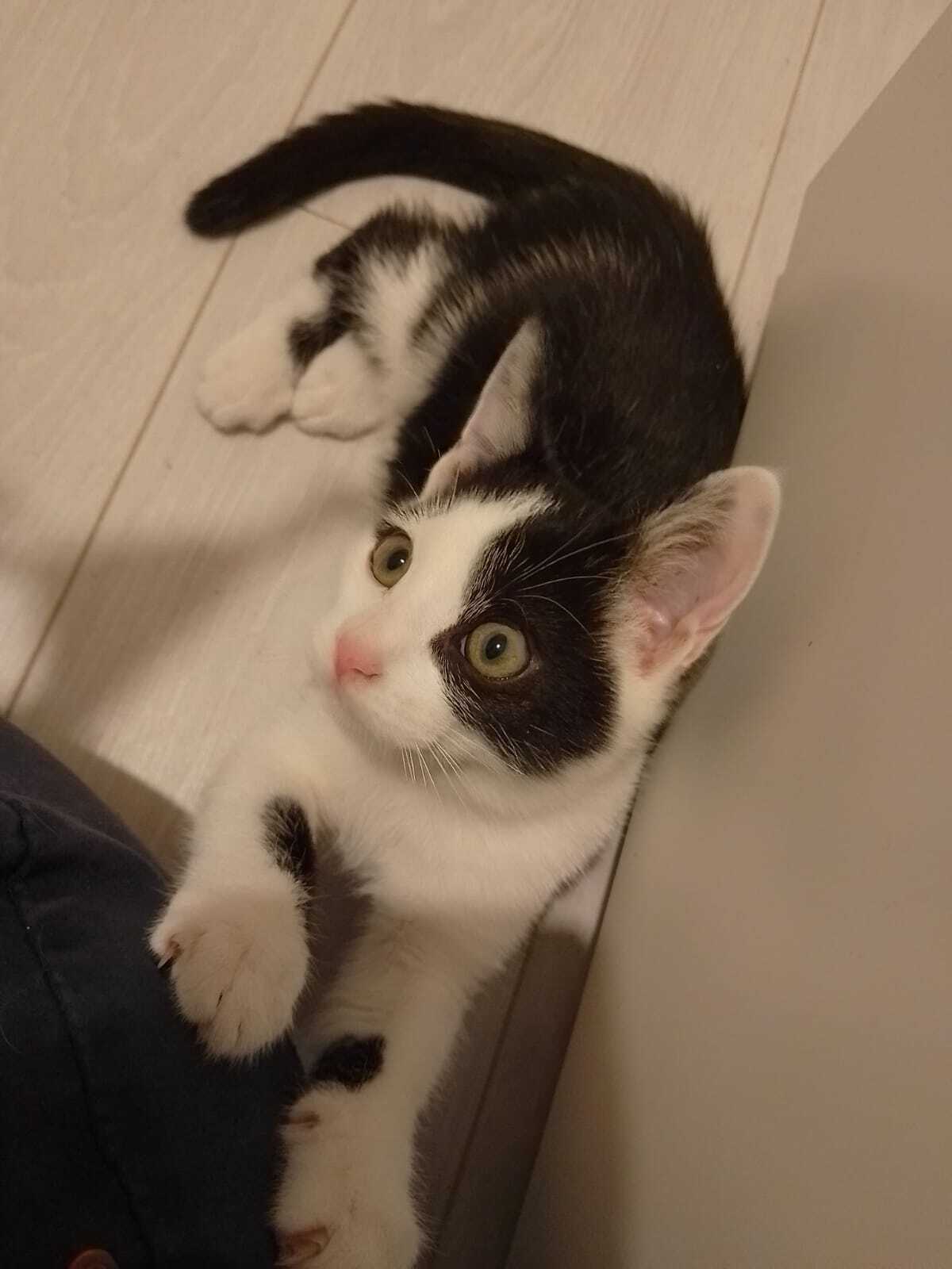 Adoption Cole