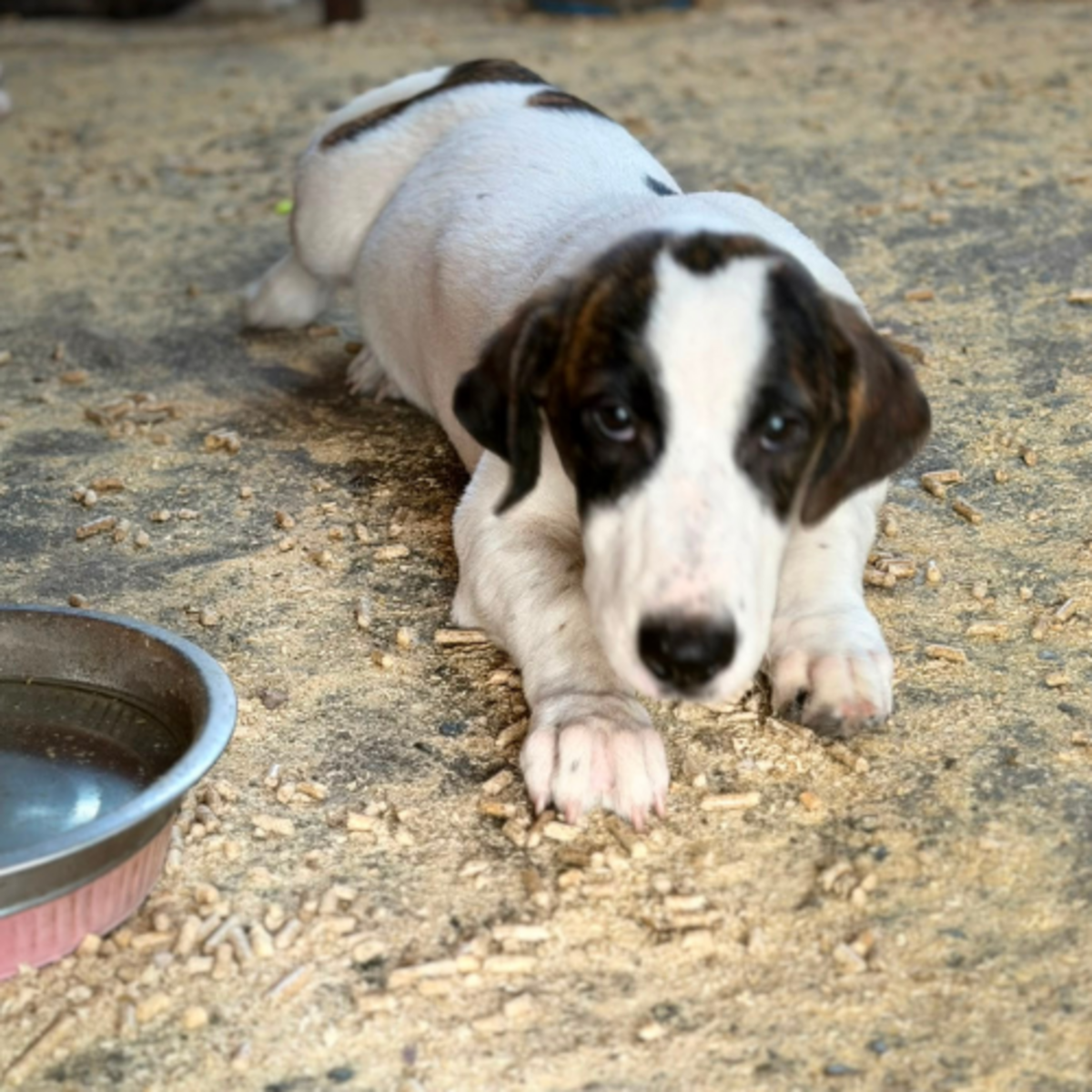 Adoption ELIOS