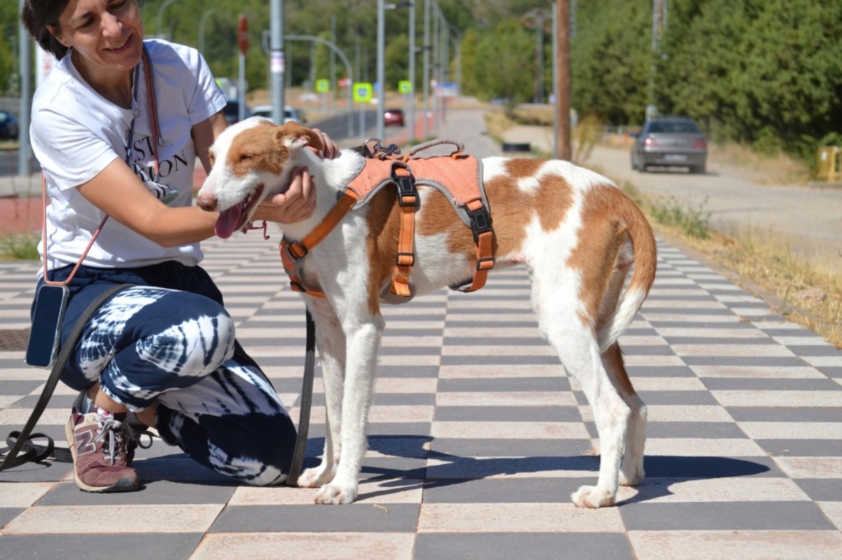 Adoption Orza