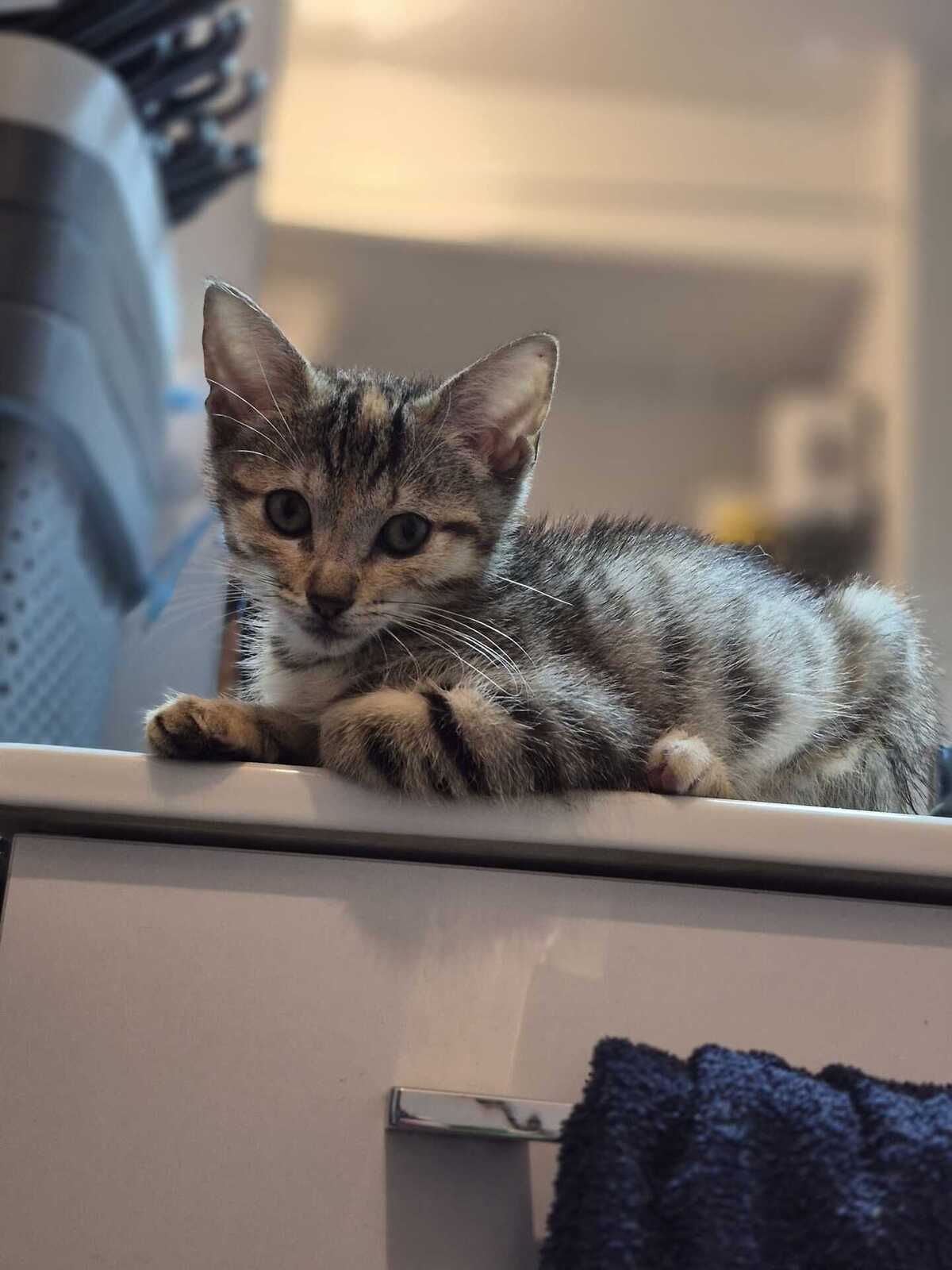 Adoption Jane