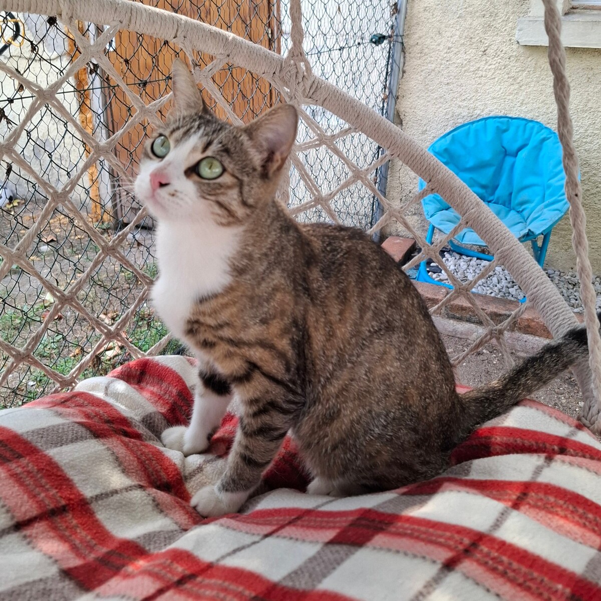 Adoption Borgia