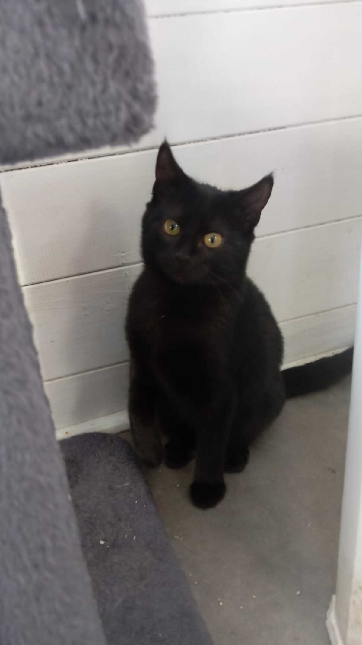 Adoption Nougatine