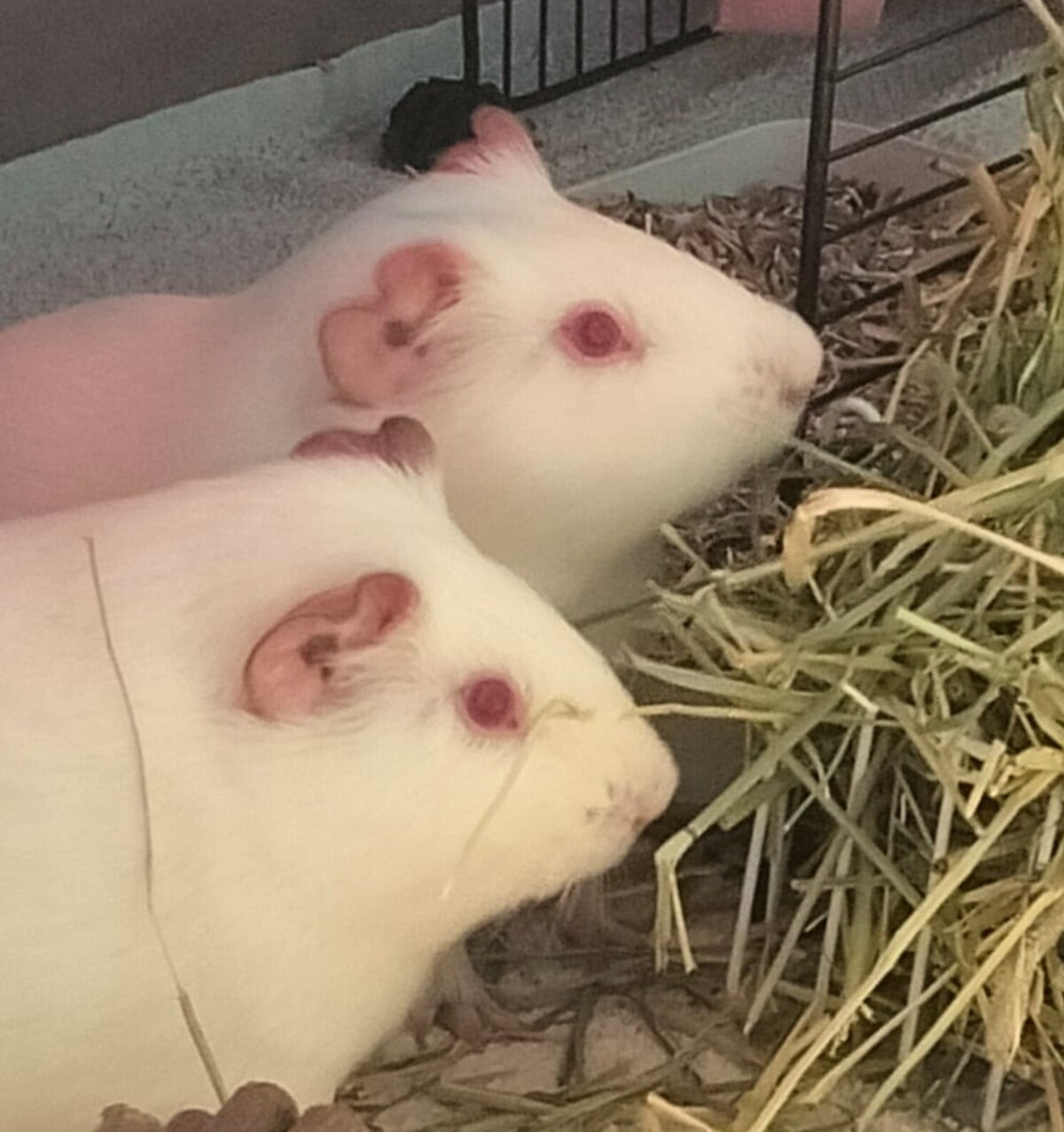Adoption Fripouille, Chipie et Doudou