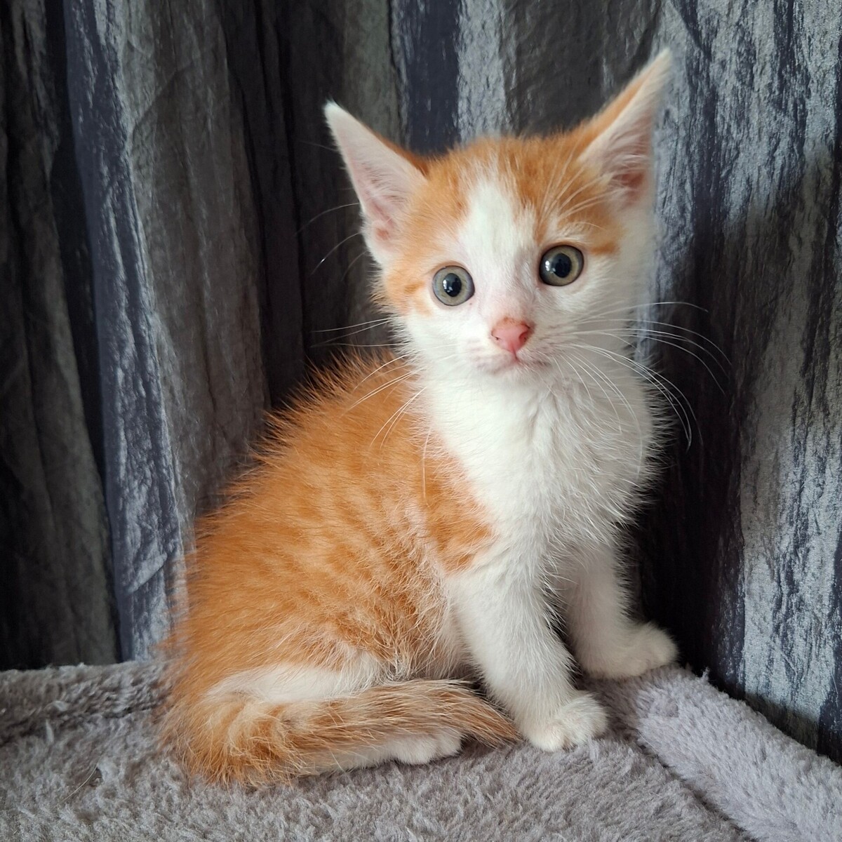 Adoption Blagueur