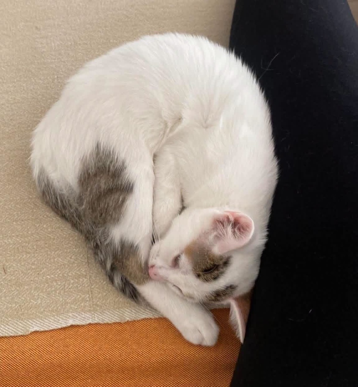 Adoption Kusmi 