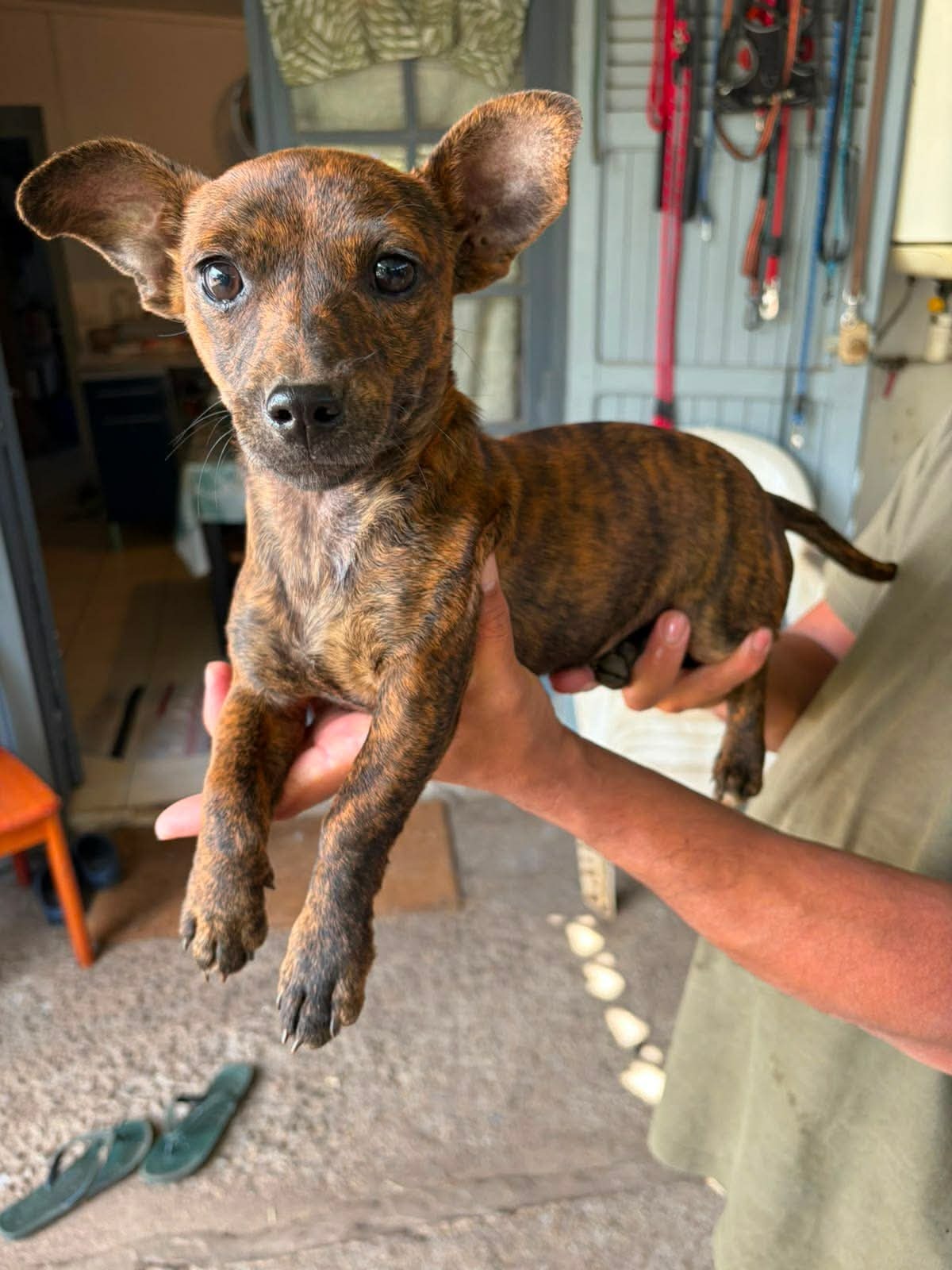 Adoption Baya