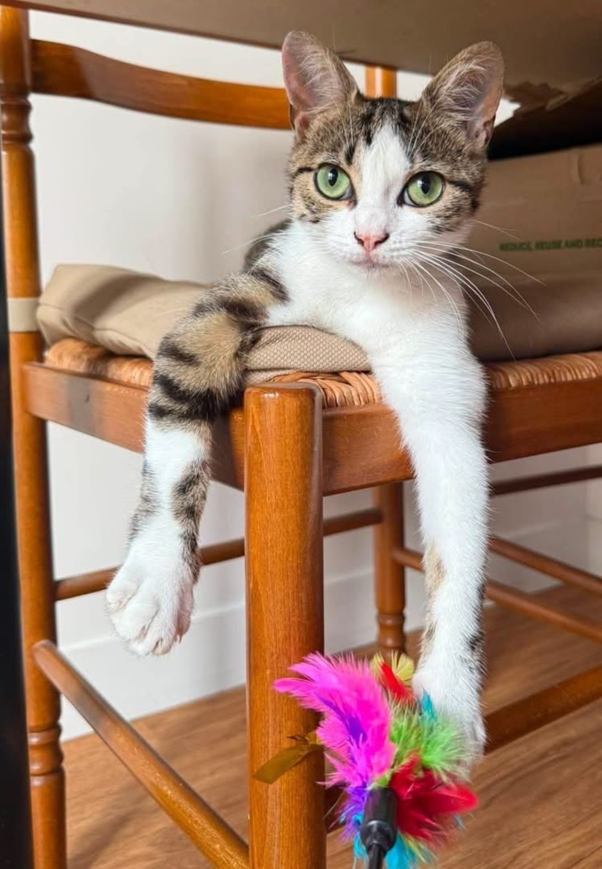 Adoption LEONARA
