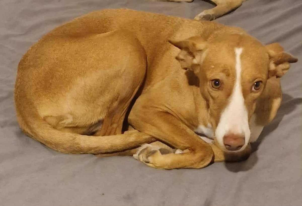 Adoption Vénus