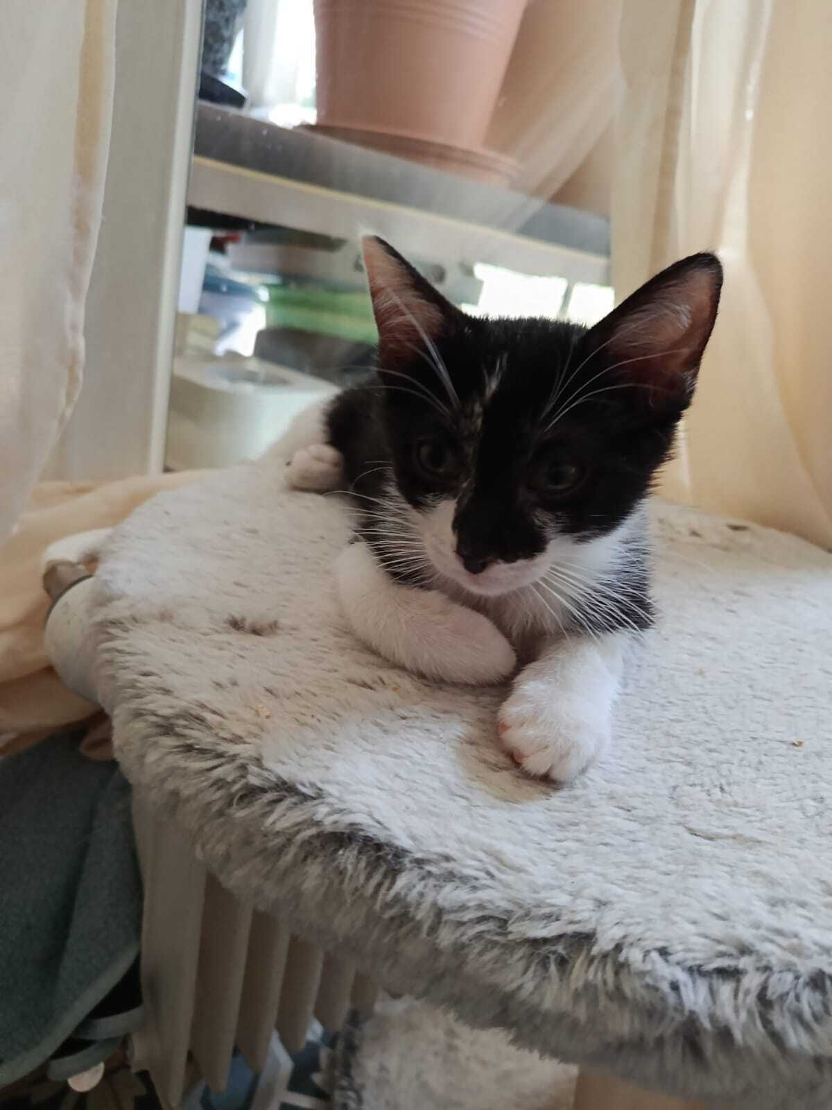 Adoption Délizia