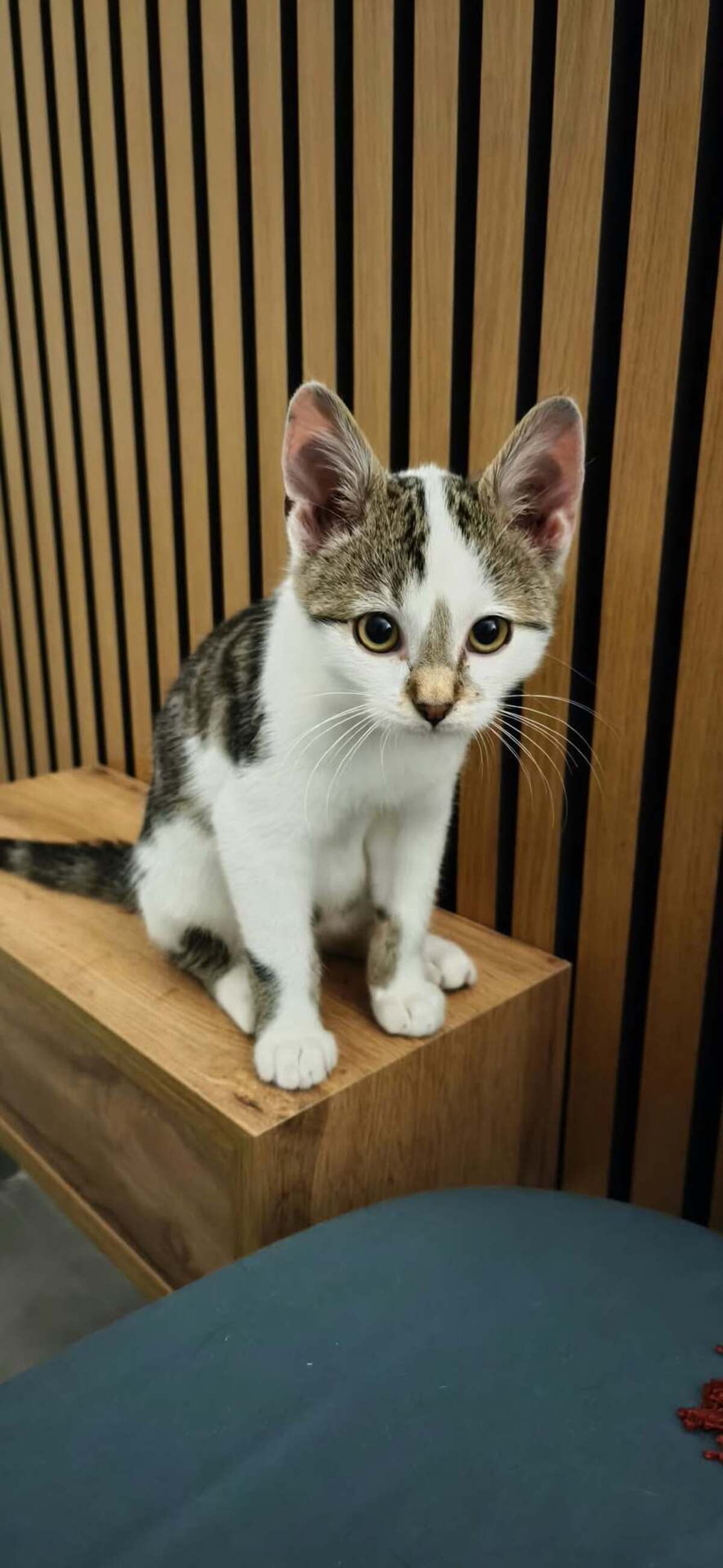 Adoption Bilbao 