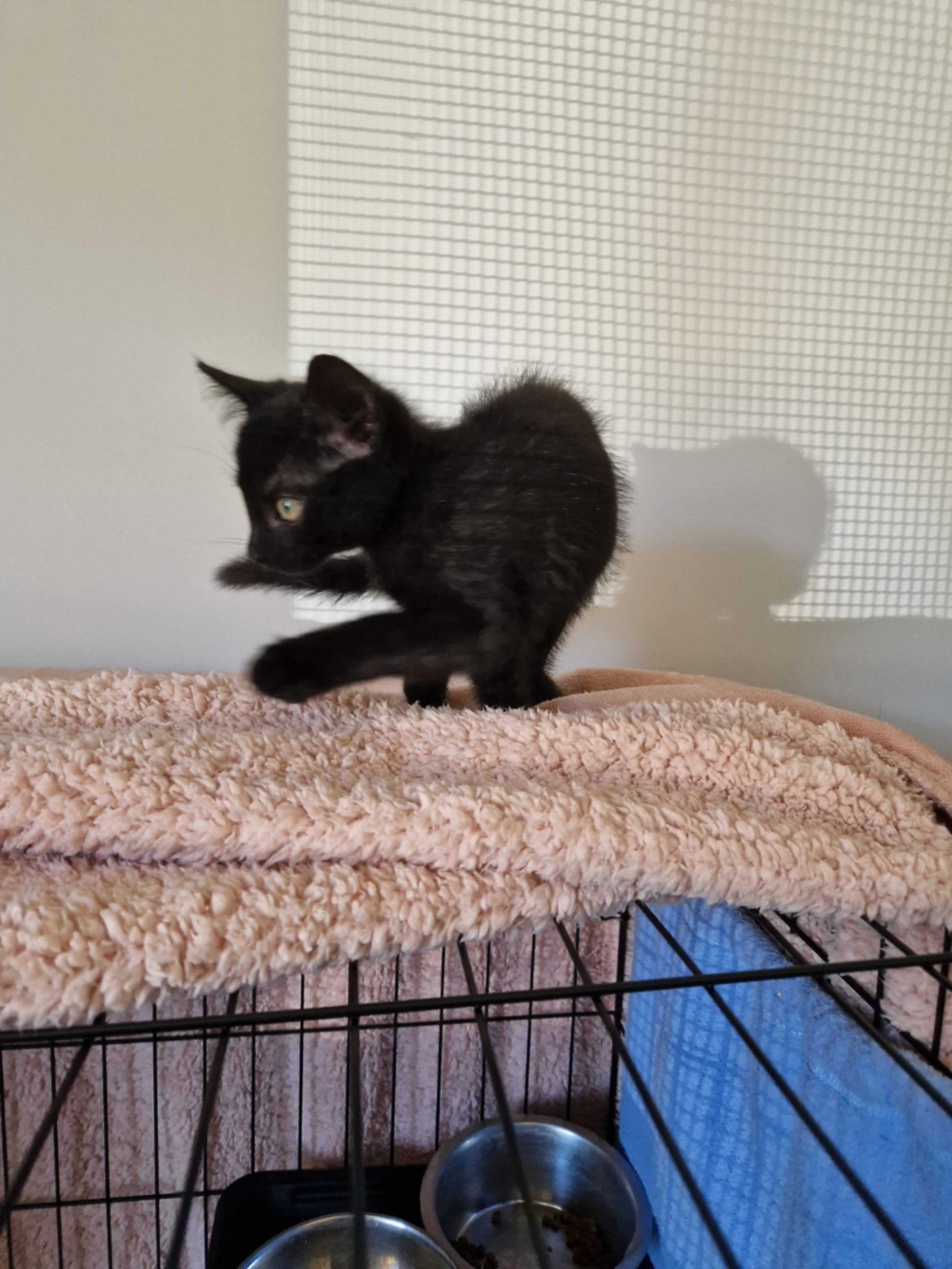 Adoption Bornéo