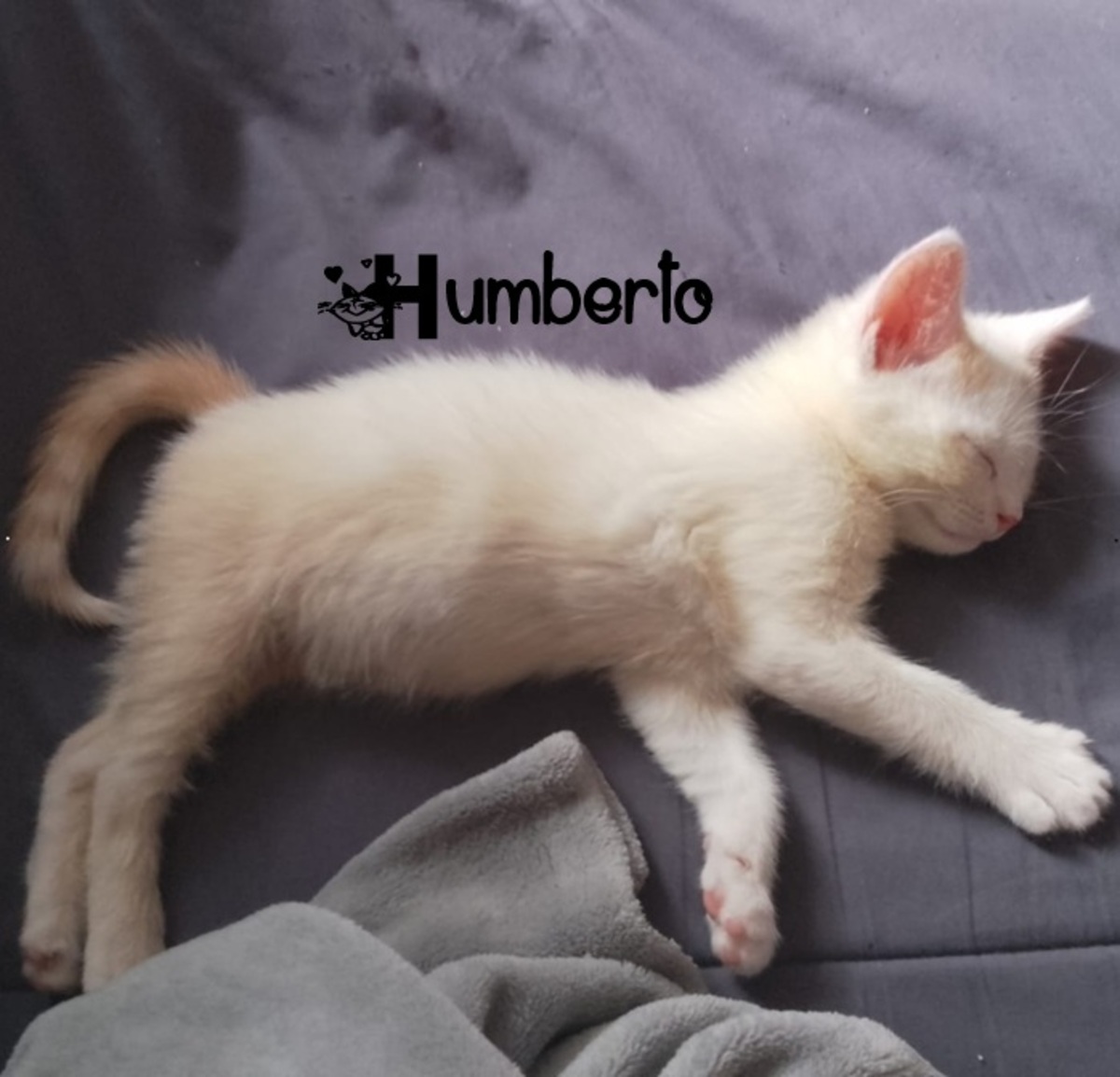 Adoption Humberto