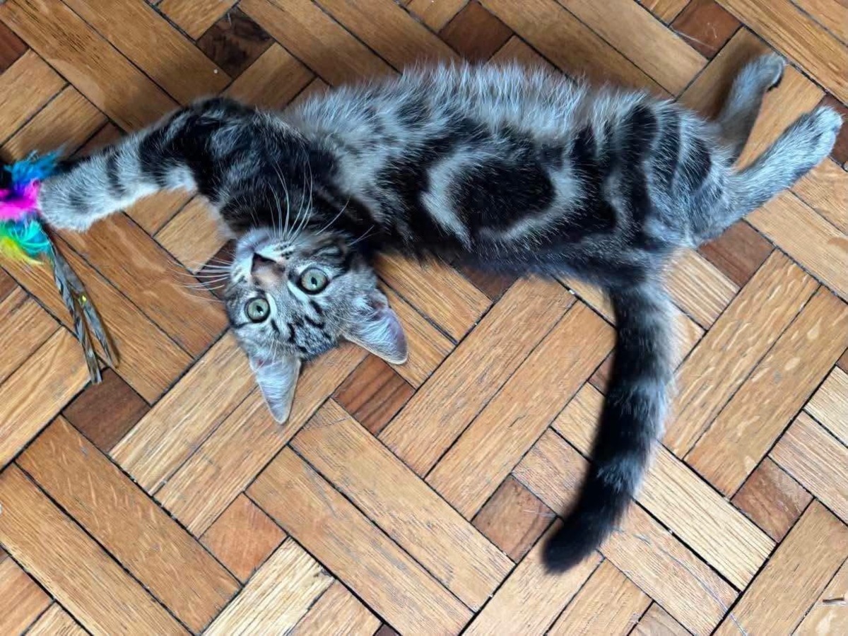 Adoption BONBON
