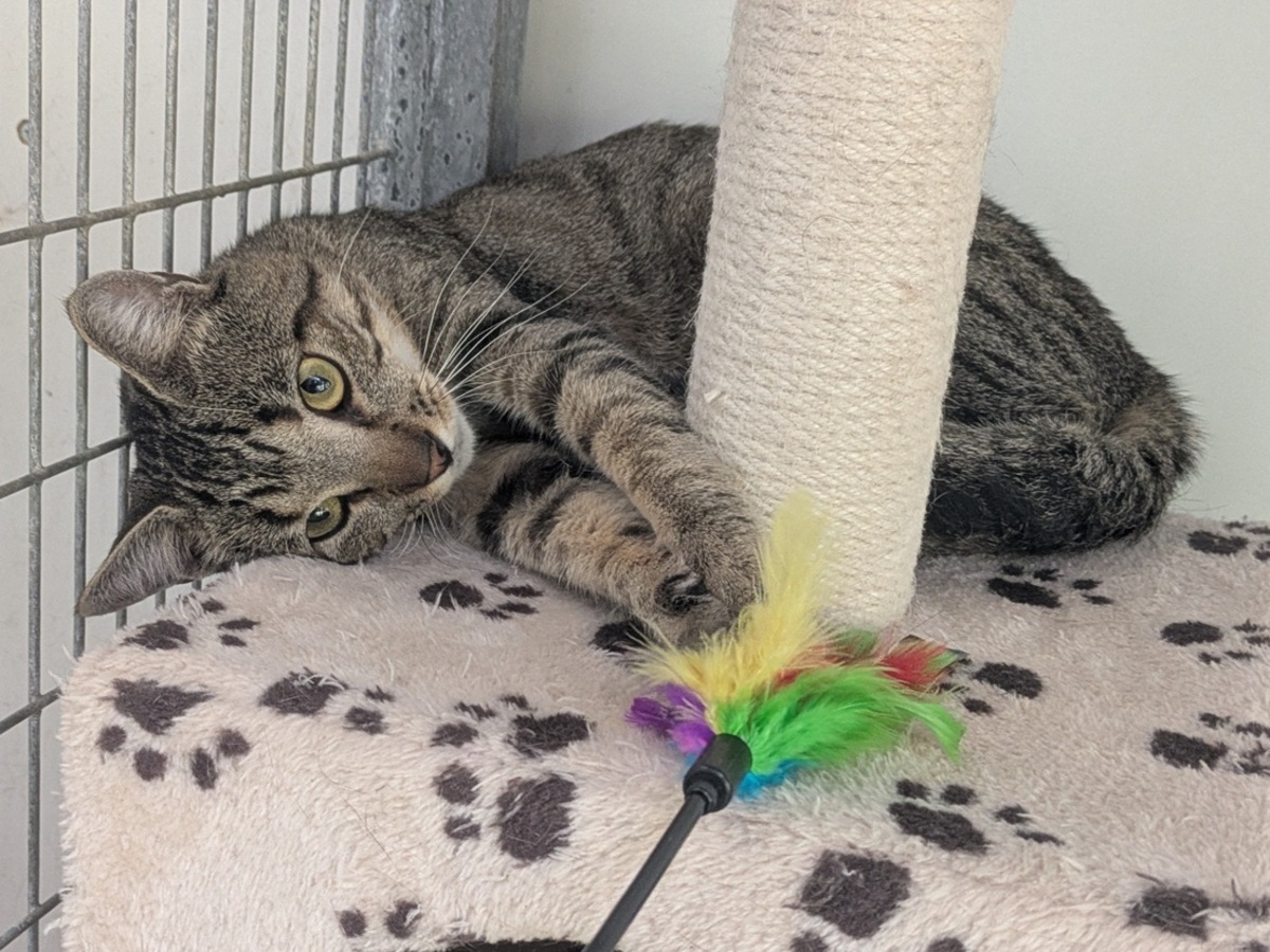 Adoption BILLY