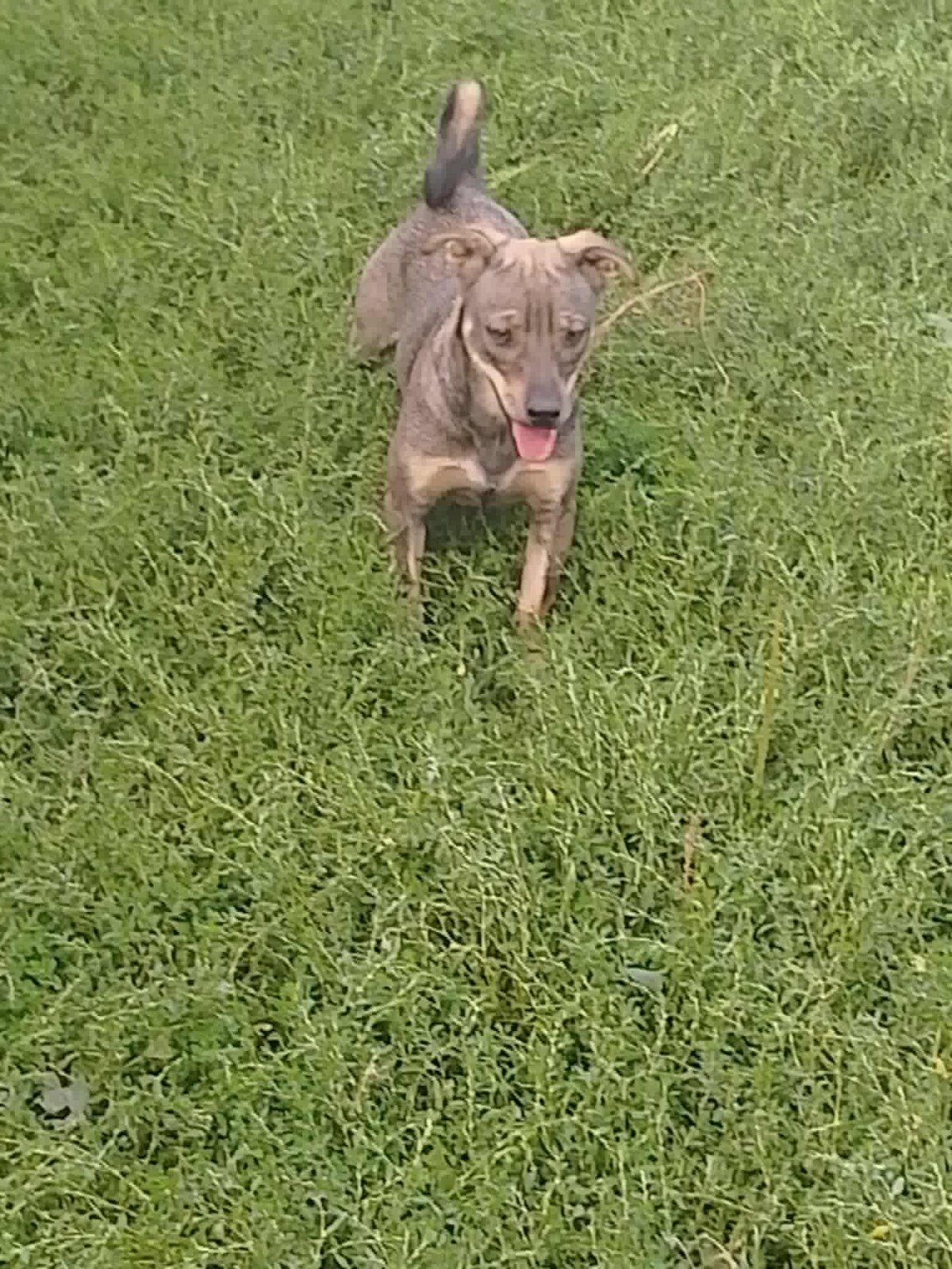 Adoption Elda
