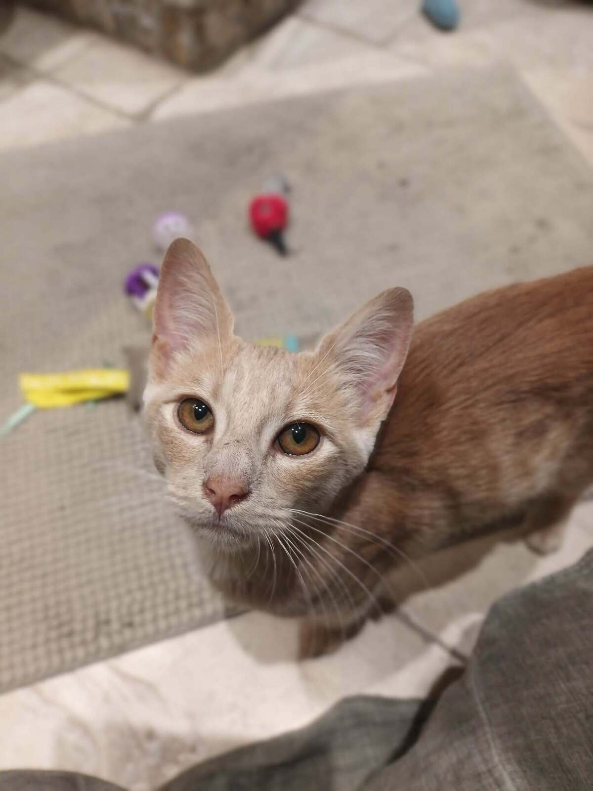 Adoption JIM
