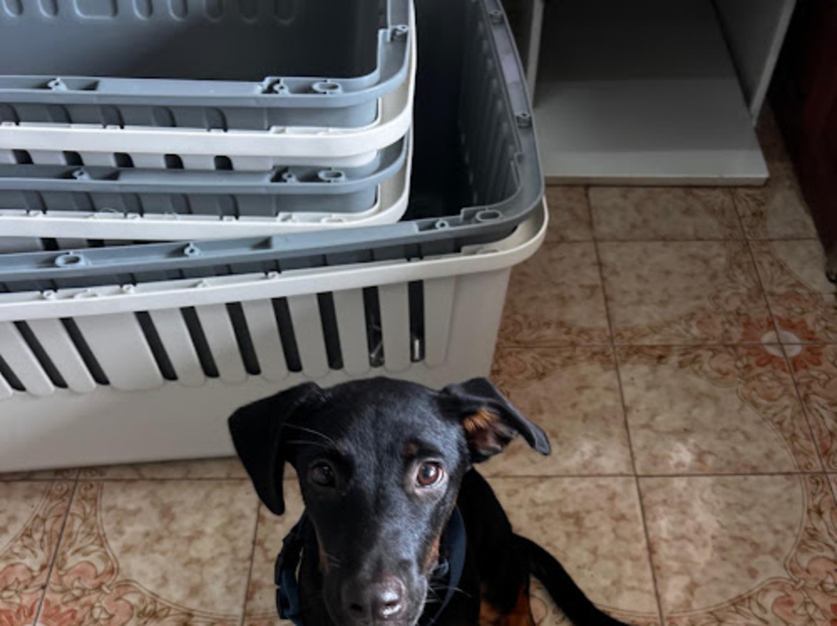Adoption Manea